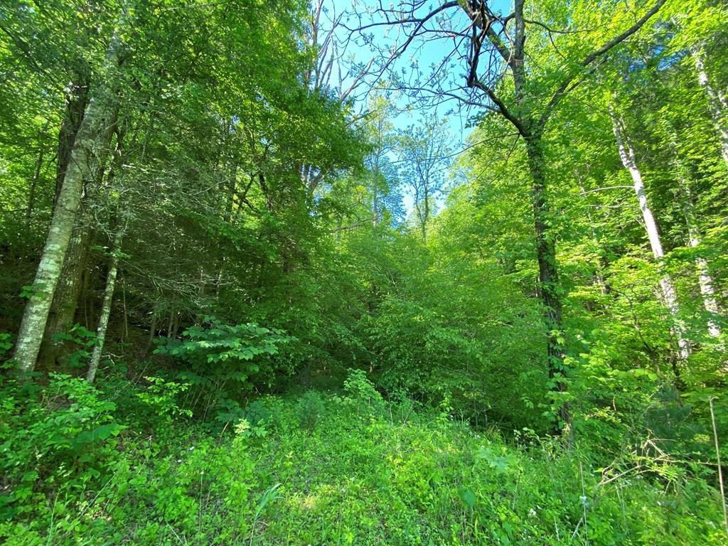 0 Little Cove Church Road Sevierville, TN 37862 - Photo 9 of 41 Gallery Image 9