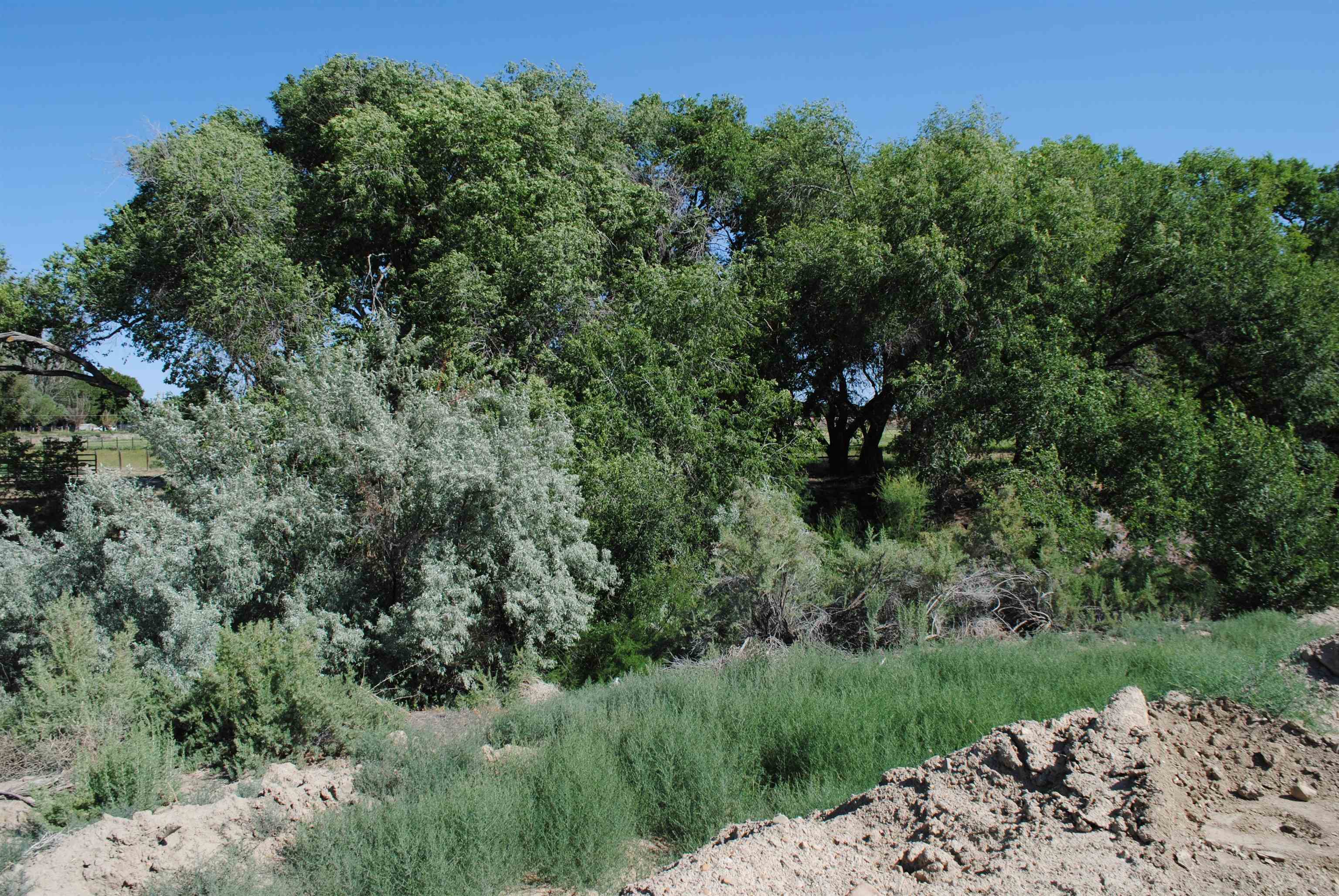 Lot 4 Maroon Creek Loop Grand Junction, CO 81505 - Photo 15 of 20 a view of a yard with a tree