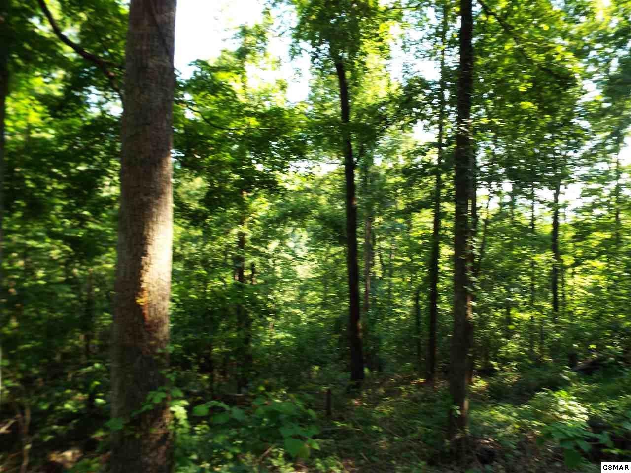 0 Greasy Cove Road Cosby, TN 37722 - Photo 20 of 26 Gallery Image 20