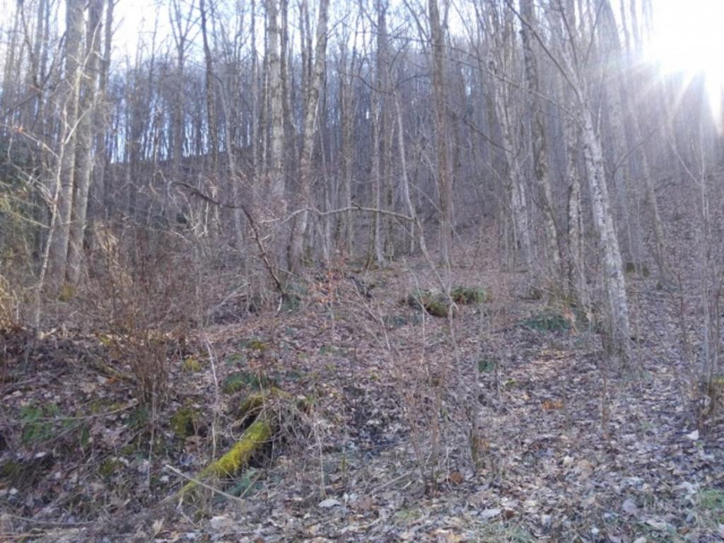 0 Rice Creek Road Flag Pond, TN 37657 - Photo 4 of 4 Photo 4