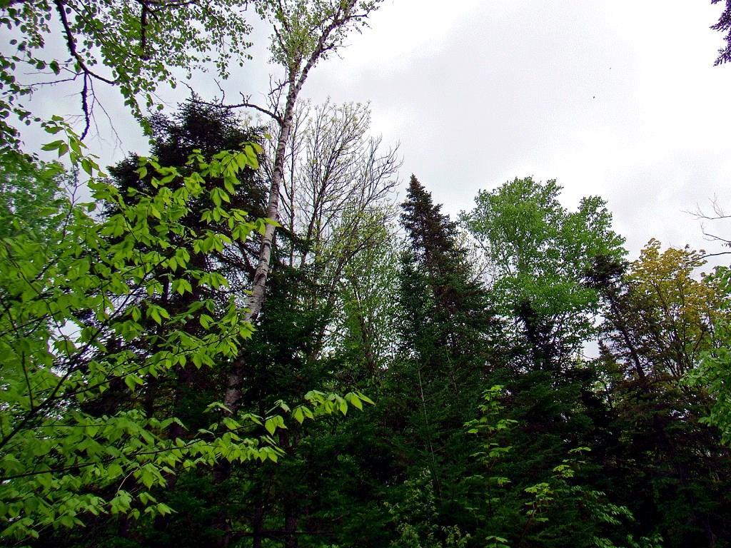 Lot 6-2 Bangor Road Linneus, ME 04730 - Photo 21 of 21 Photo