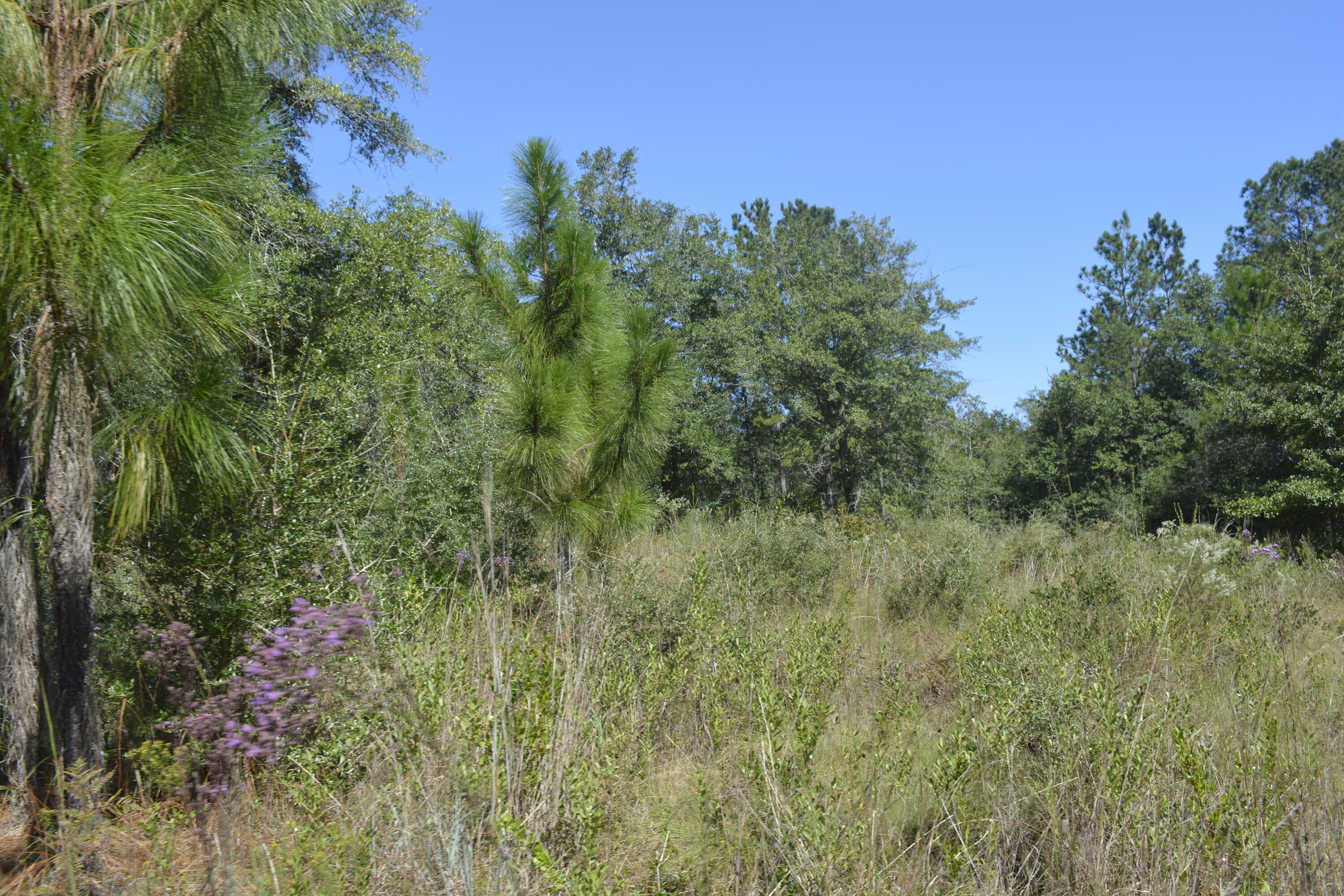 32-acres Aplin Road Crestview, FL 32539 - Photo 12 of 20 Cleared, grassy areas