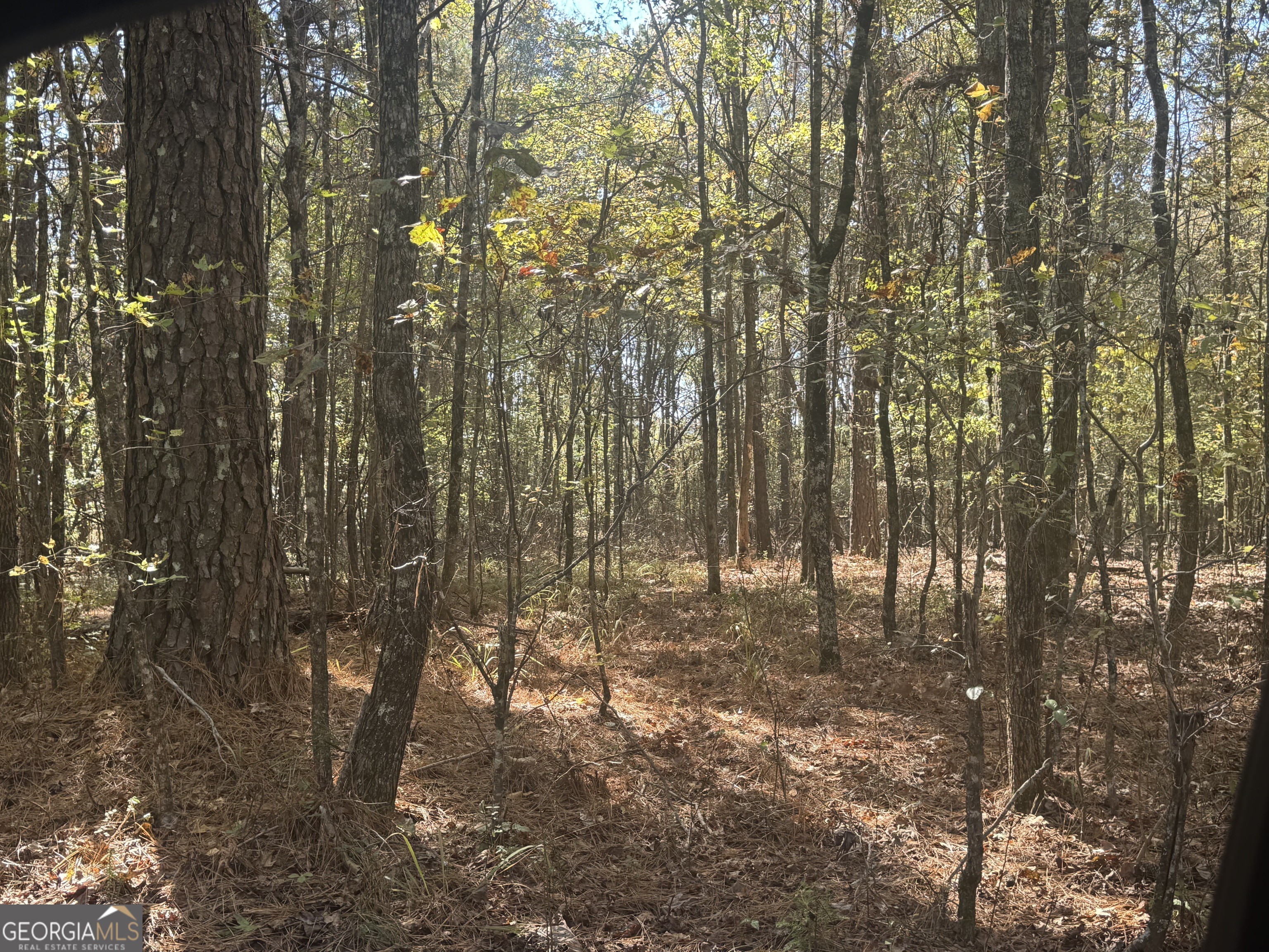 0 Perimeter Road Monticello, GA 31064 - Photo 12 of 22 a view of forest