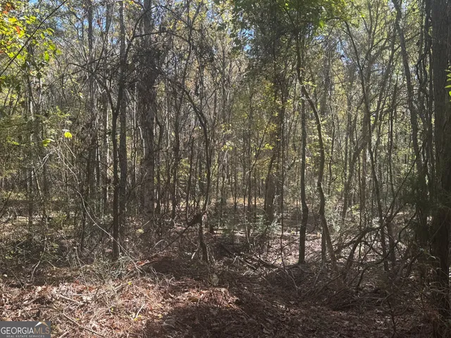 a view of a forest filled with trees