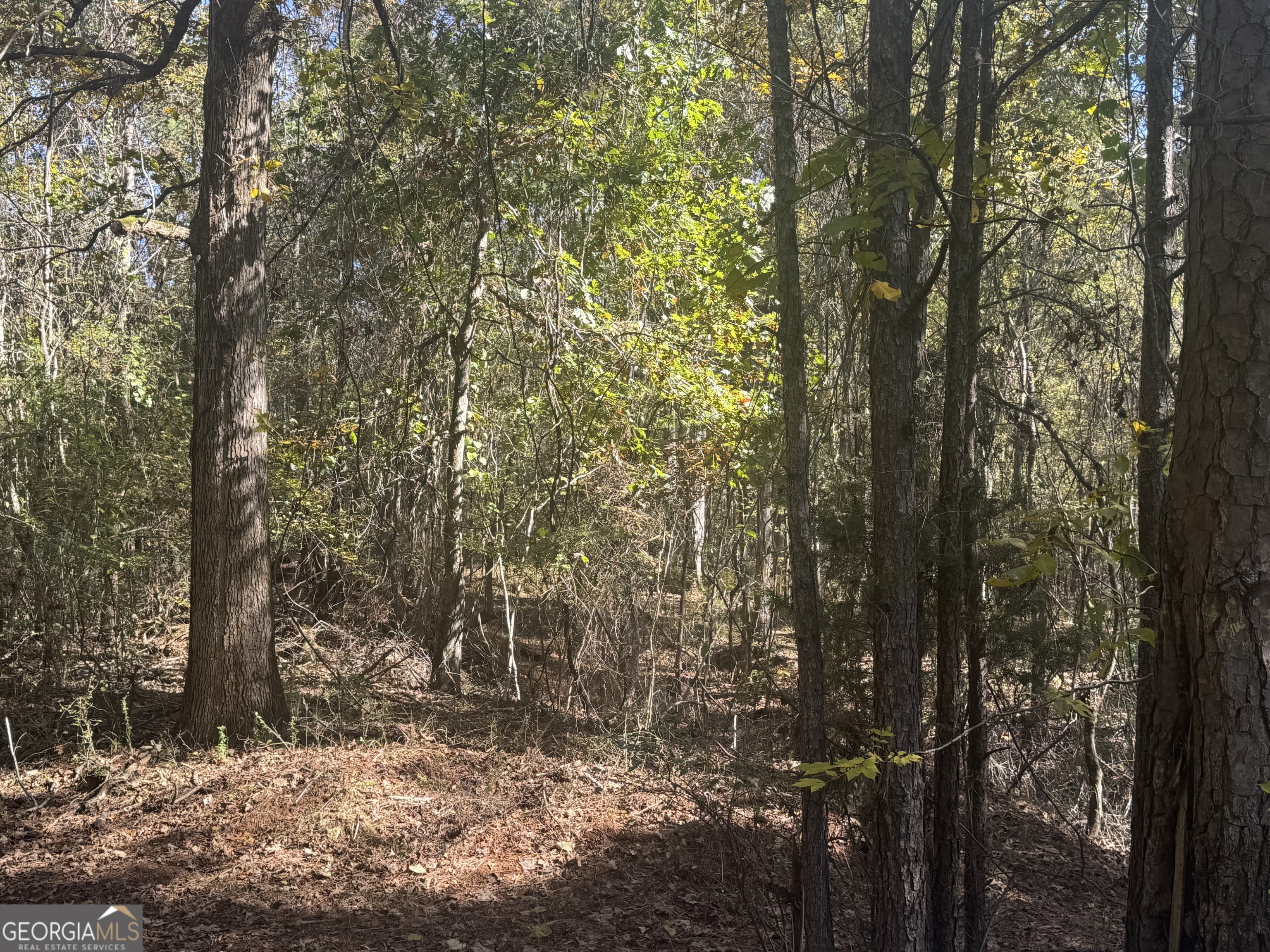 0 Perimeter Road Monticello, GA 31064 - Photo 15 of 22 a view of a forest filled with trees