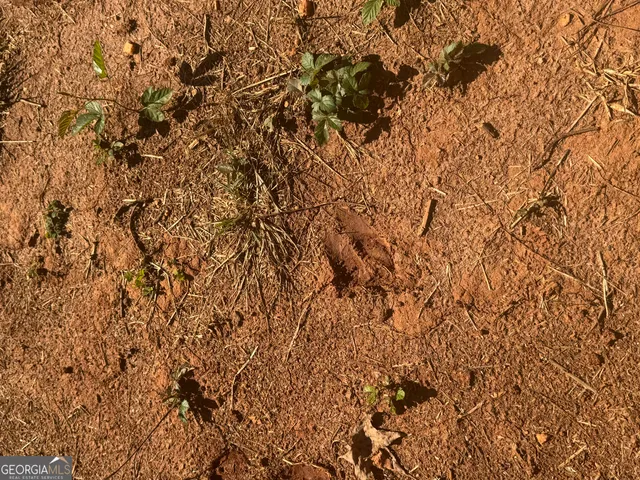 a view of a field with trees in the background