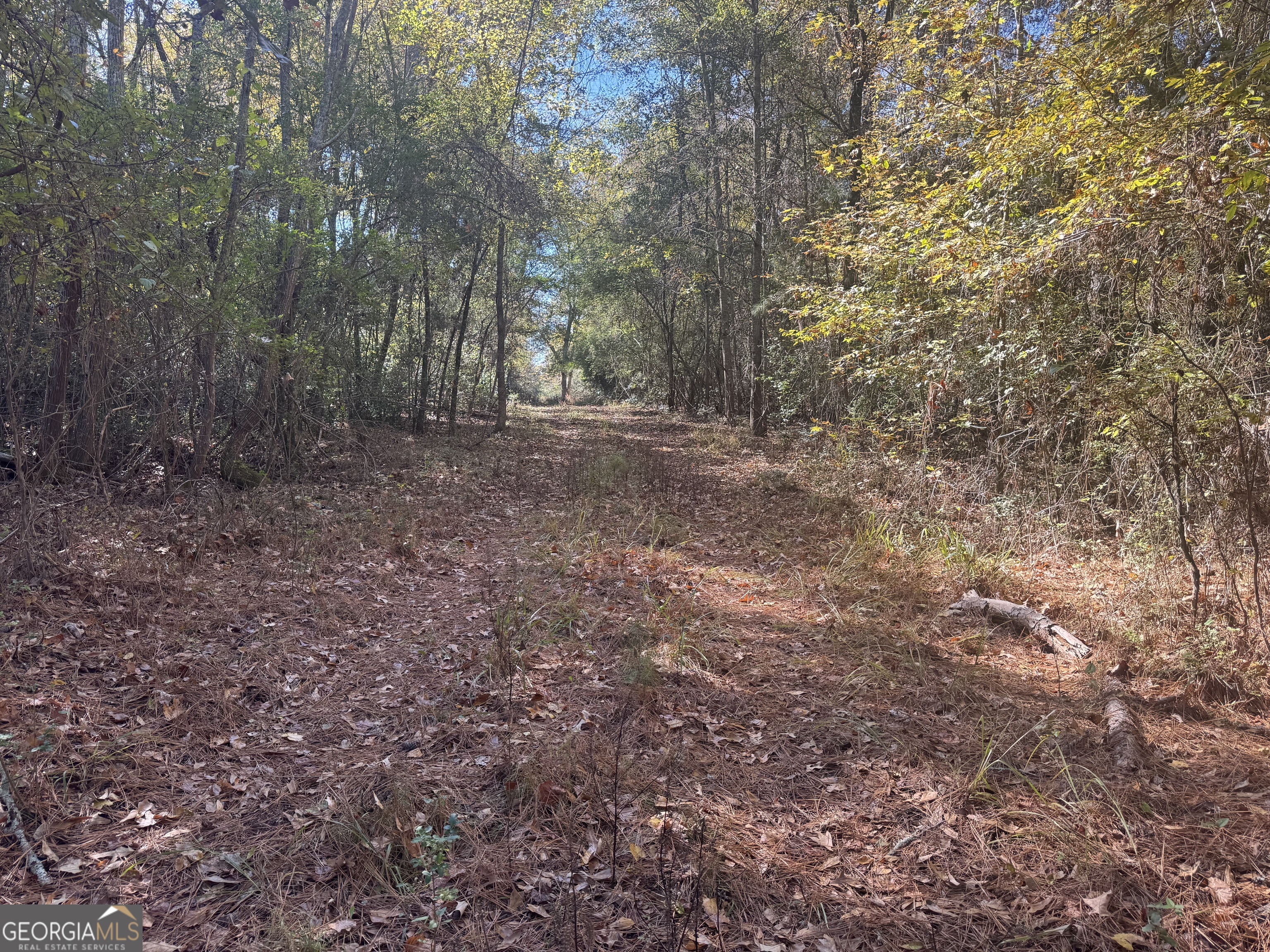 0 Perimeter Road Monticello, GA 31064 - Photo 4 of 22 a view of a forest with trees in the background