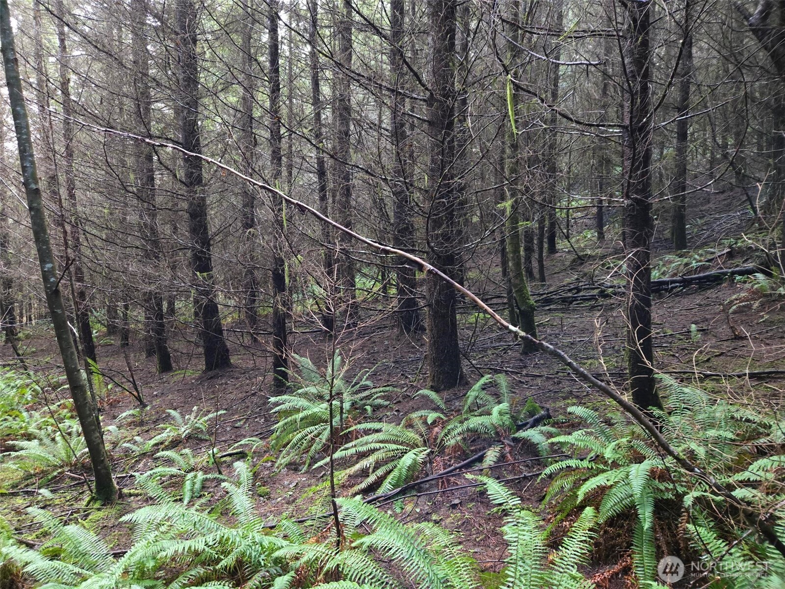 -end Of Workman Creek Road Elma, WA 98541 - Photo 3 of 13