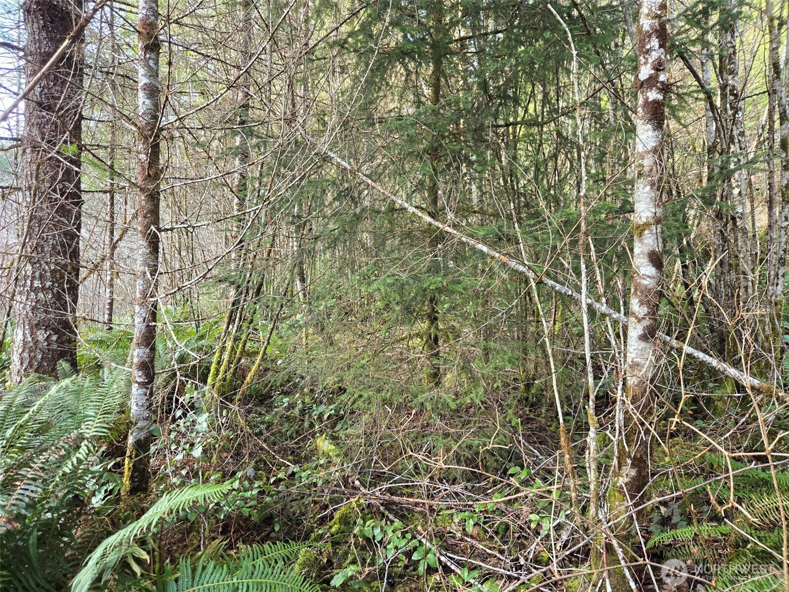 -end Of Workman Creek Road Elma, WA 98541 - Photo 5 of 13