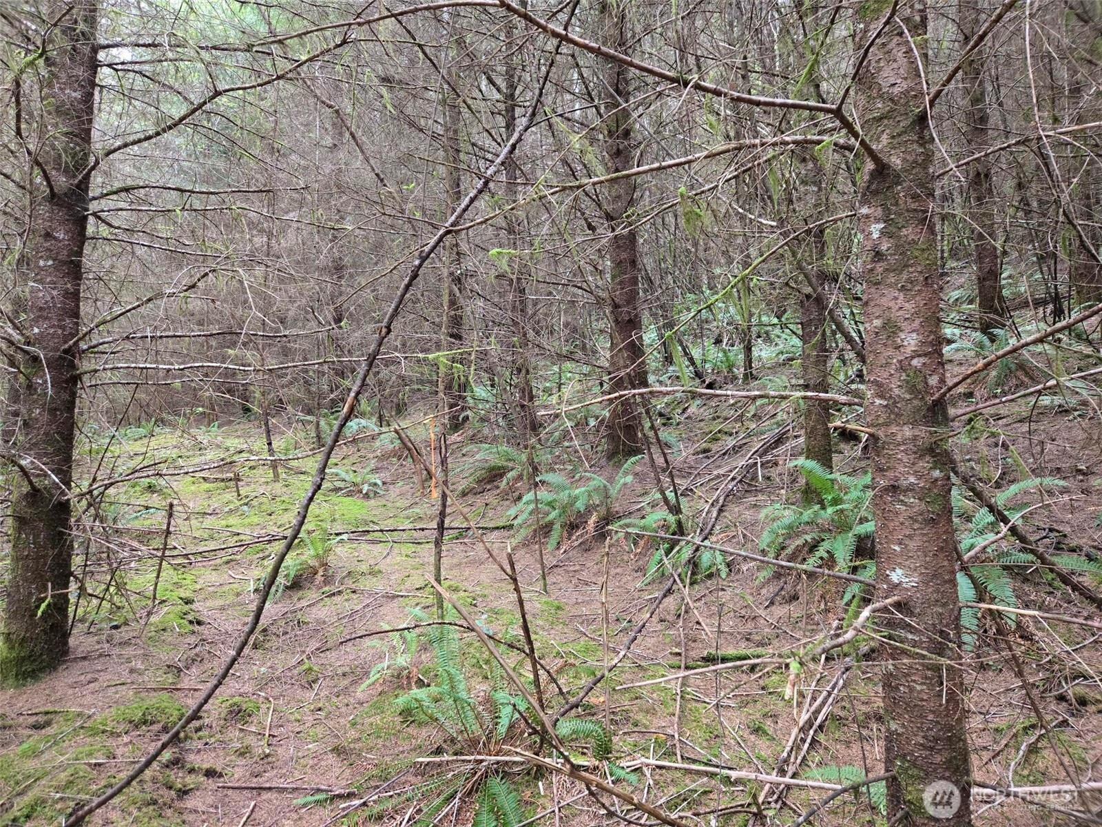 -end Of Workman Creek Road Elma, WA 98541 - Photo 6 of 13