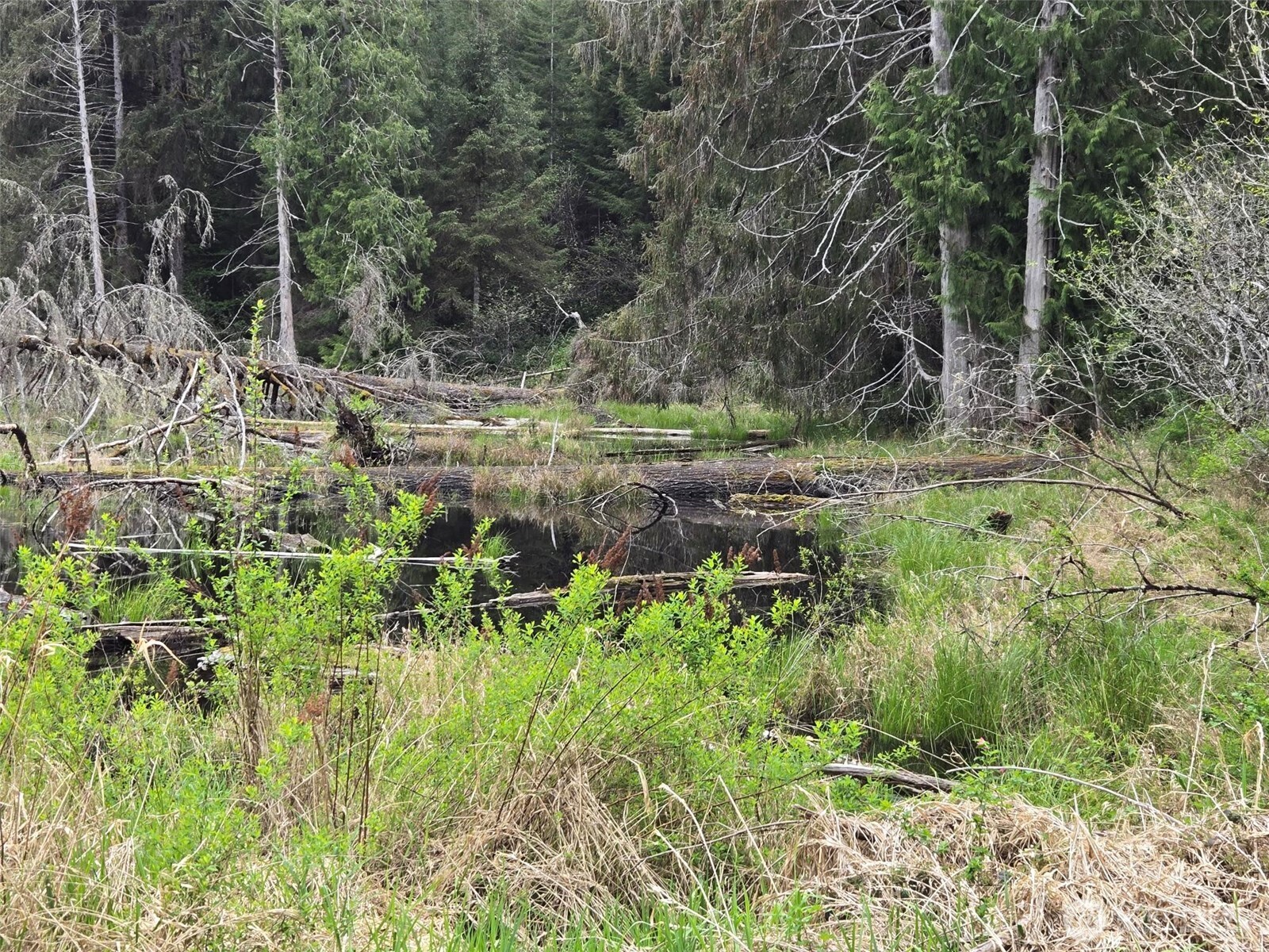 -end Of Workman Creek Road Elma, WA 98541 - Photo 7 of 13
