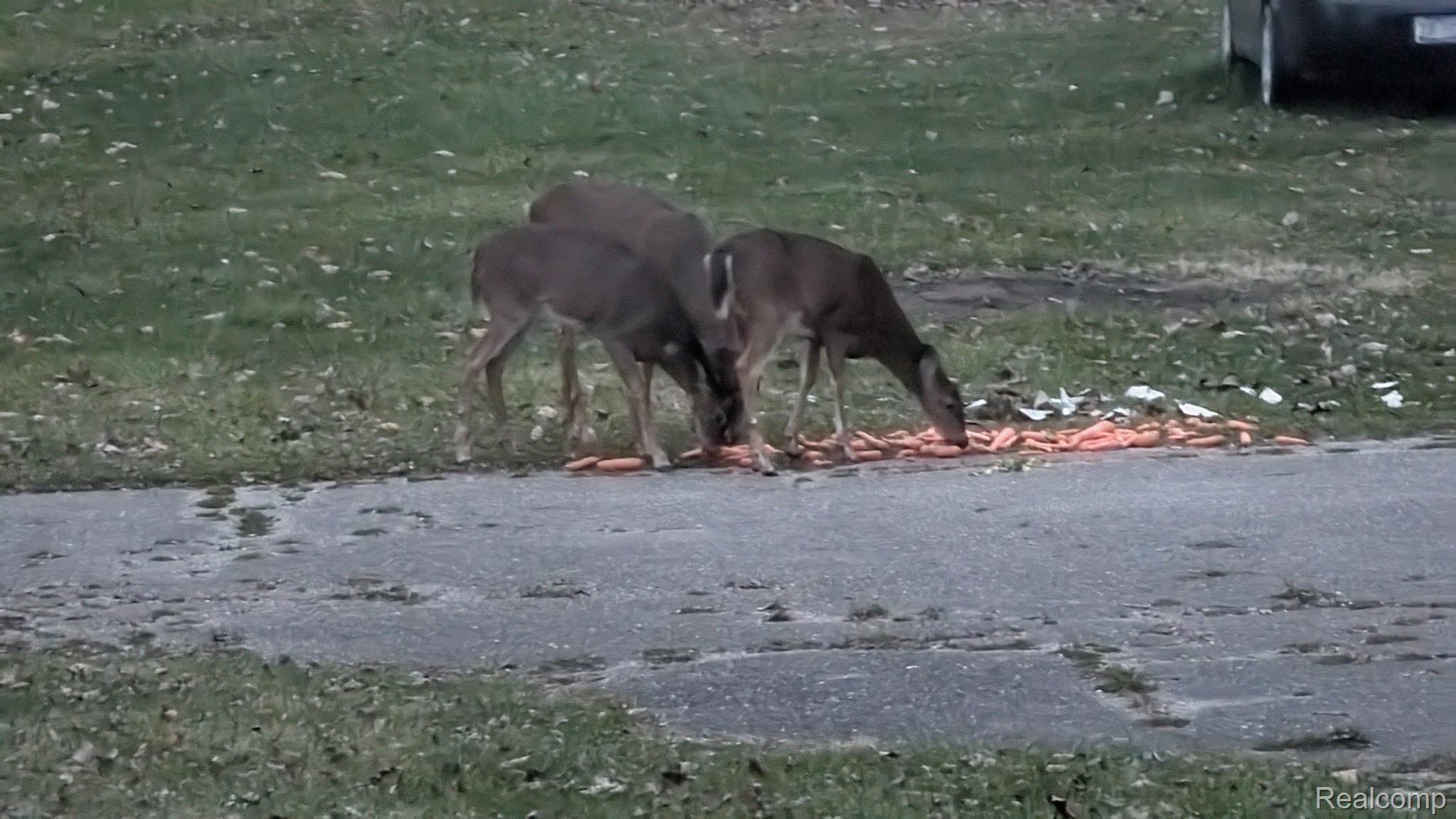 23233 30 Mile Road Ray, MI 48096 - Photo 64 of 73 Common Visitors