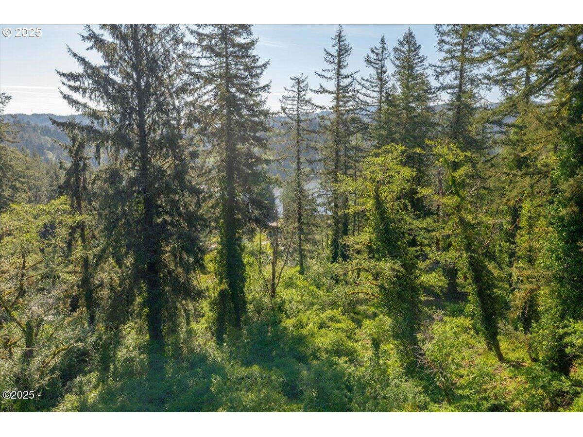 1600 Criteser Loop Toledo, OR 97391 - Photo 7 of 12 a view of a forest that has a tree