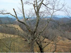 Tbd Dug Knob Road Abingdon, VA 24211 - Photo 2 of 24 Photo 2