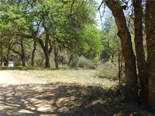 a view of a yard with large trees