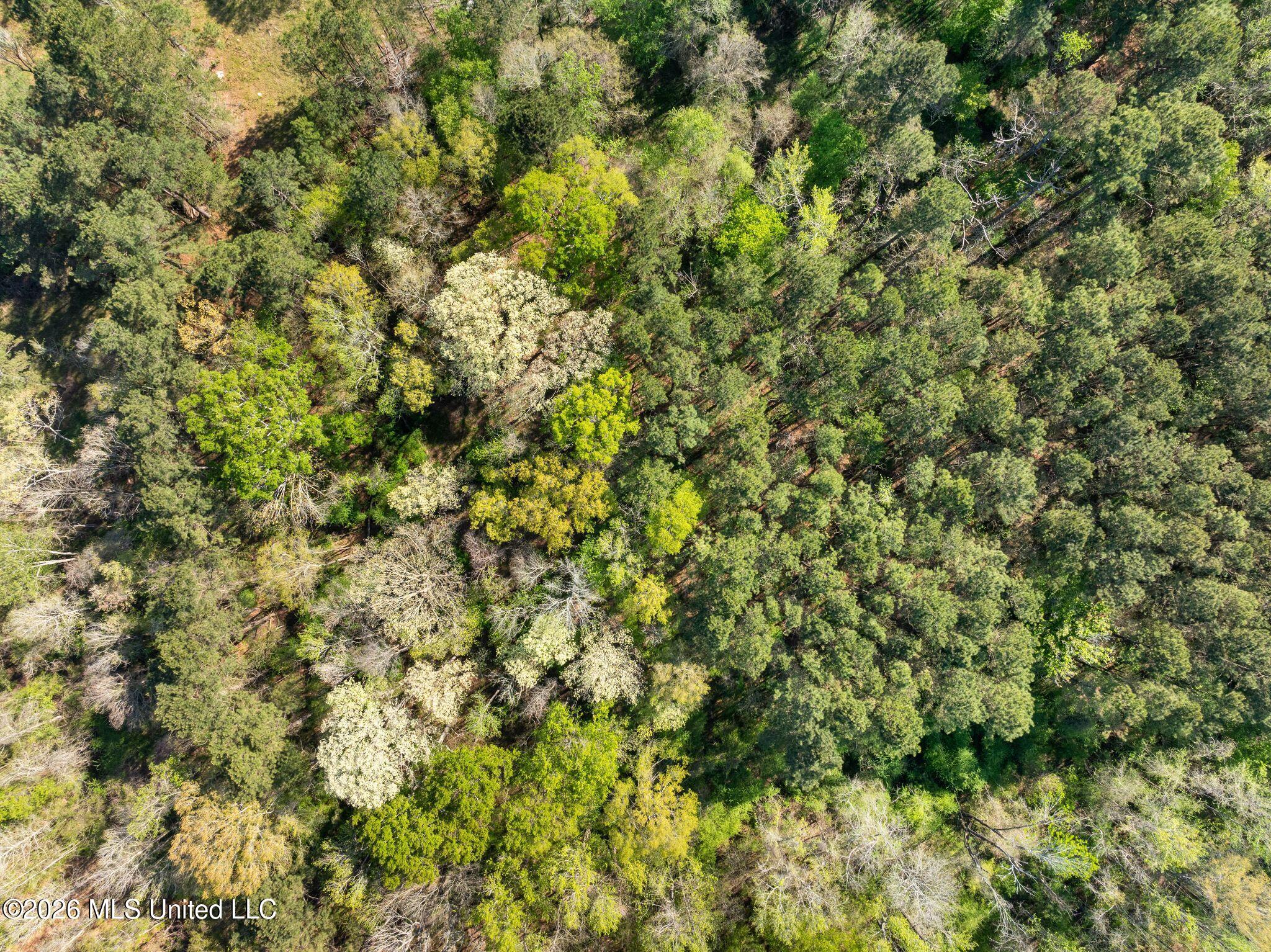 3-acres Will Barber Road Pinola, MS 39149 - Photo 6 of 14 mls_245_Will_Barber_Rd-6