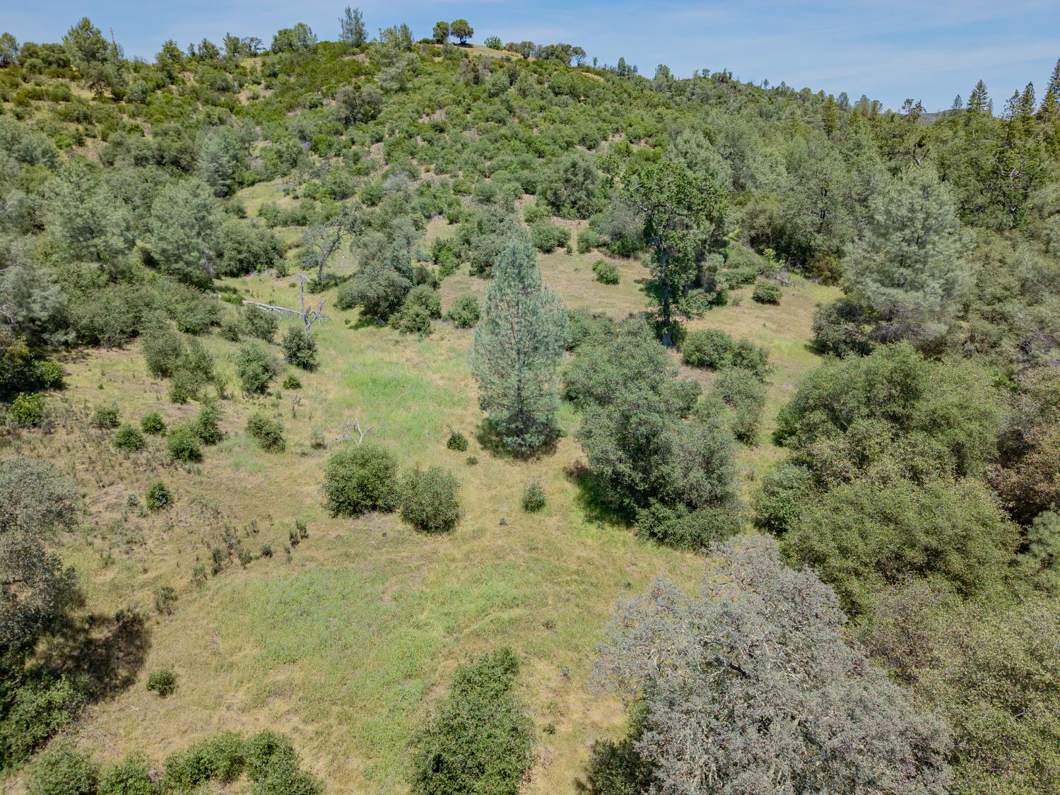5912 Old Gulch Road San Andreas, CA 95249 - Photo 53 of 71 a view of a forest with a building in the background