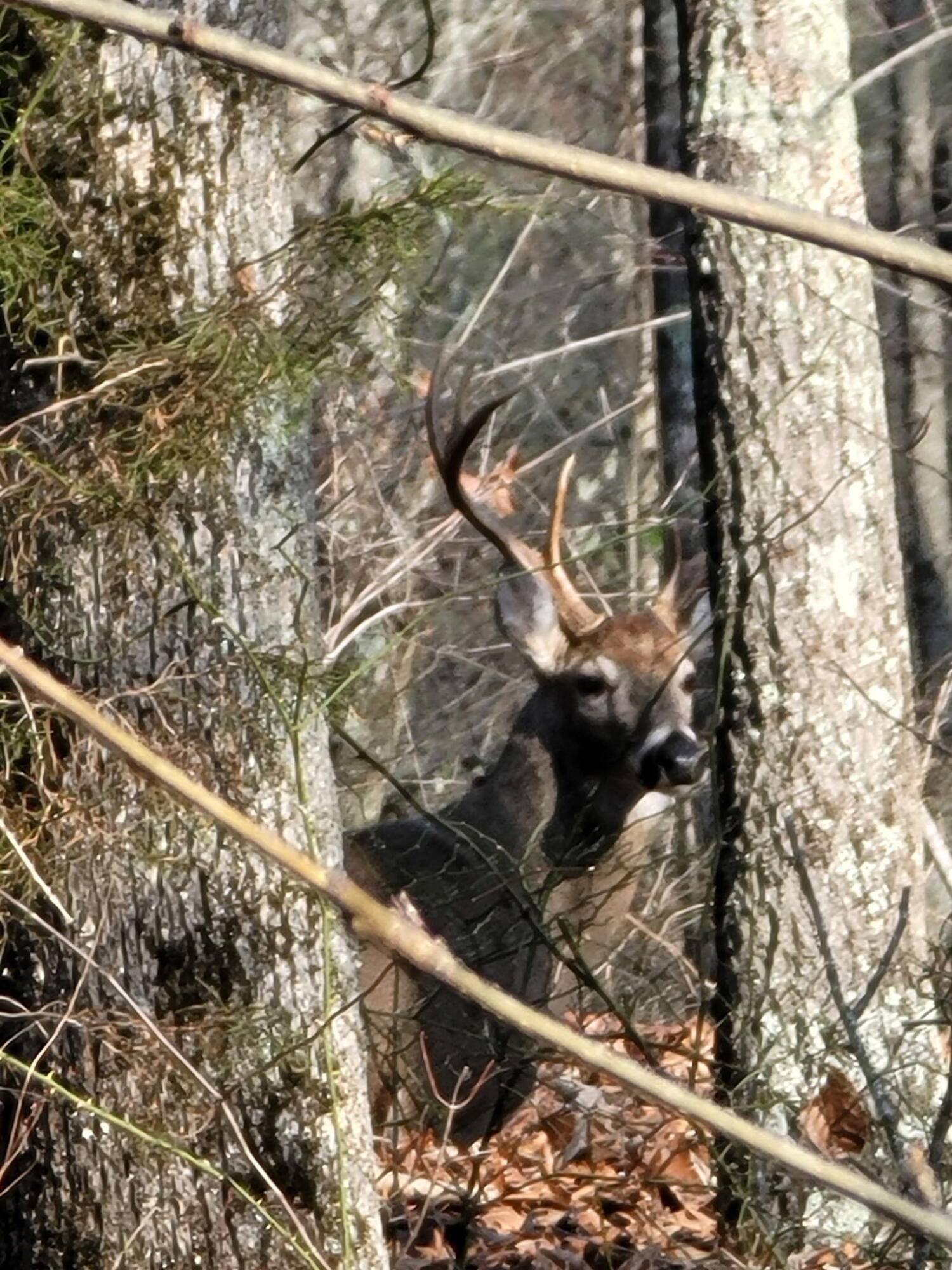 273 Highwater Road Soddy Daisy, TN 37379 - Photo 5 of 77 Deer