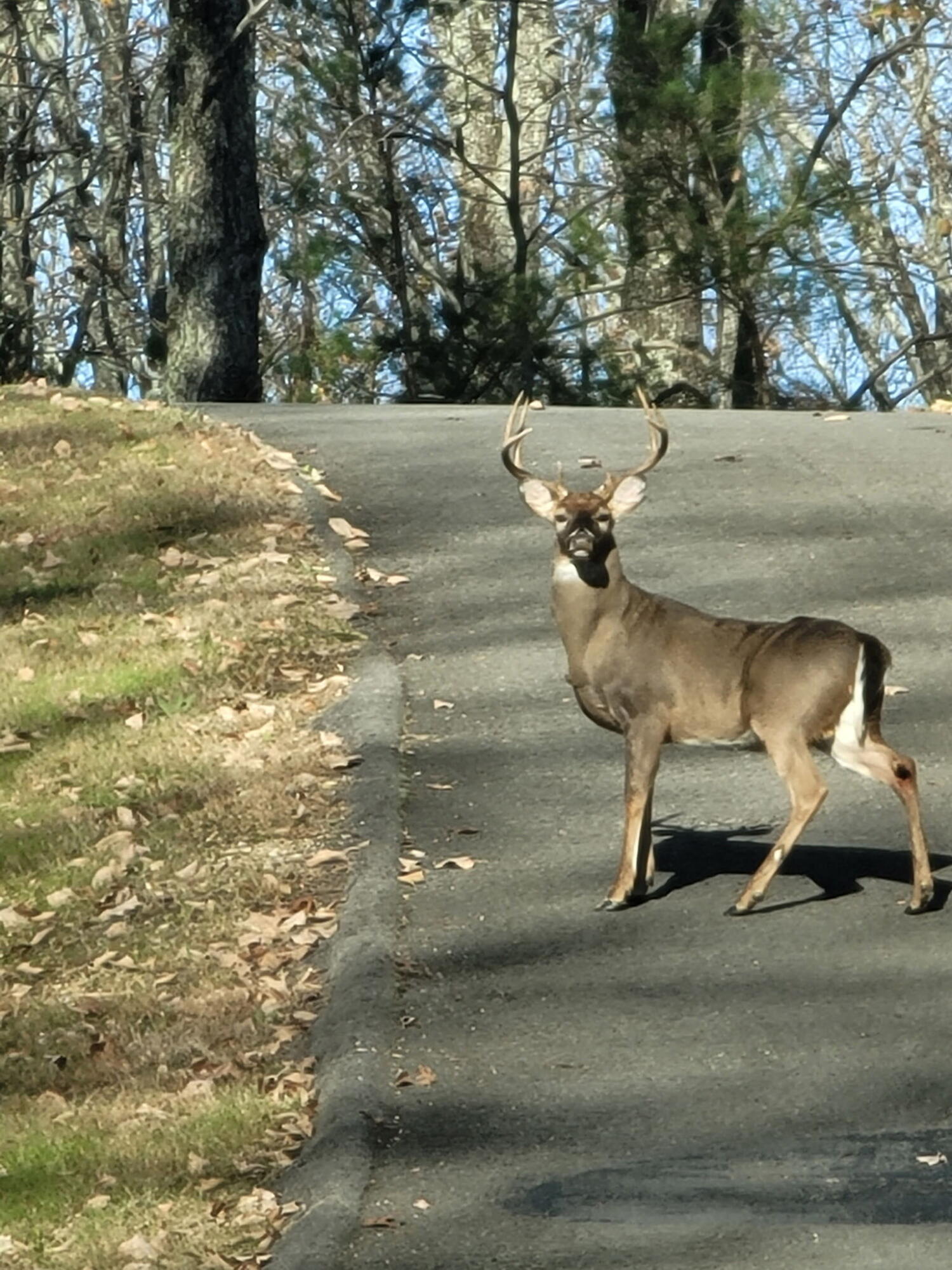 273 Highwater Road Soddy Daisy, TN 37379 - Photo 6 of 77 Deer 2