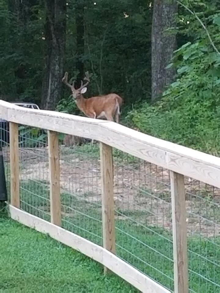 273 Highwater Road Soddy Daisy, TN 37379 - Photo 7 of 77 Deer 3