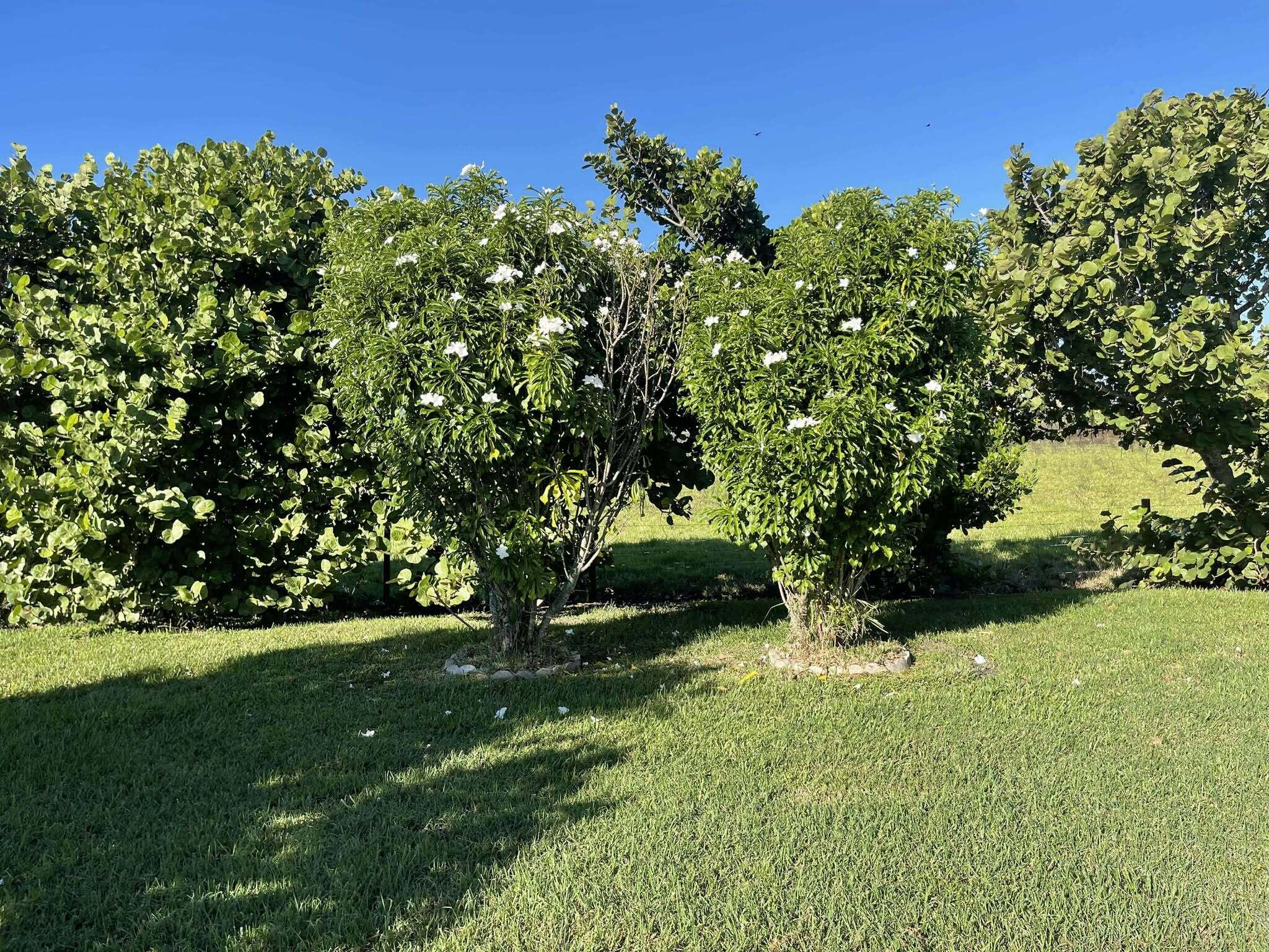 1601 Highway 441, Unit 61 Okeechobee, FL 34974 - Photo 30 of 35 a view of yard with green space