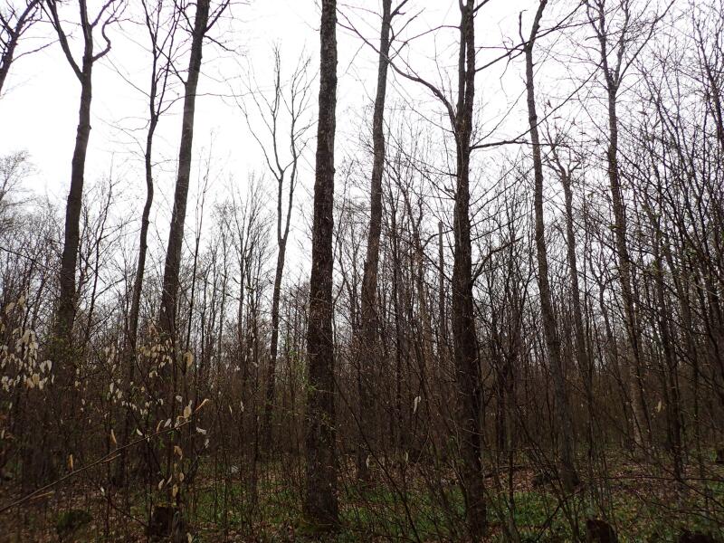 0 East Pinnacle Road East Malone, NY 12953 - Photo 15 of 20 Gallery Image 15