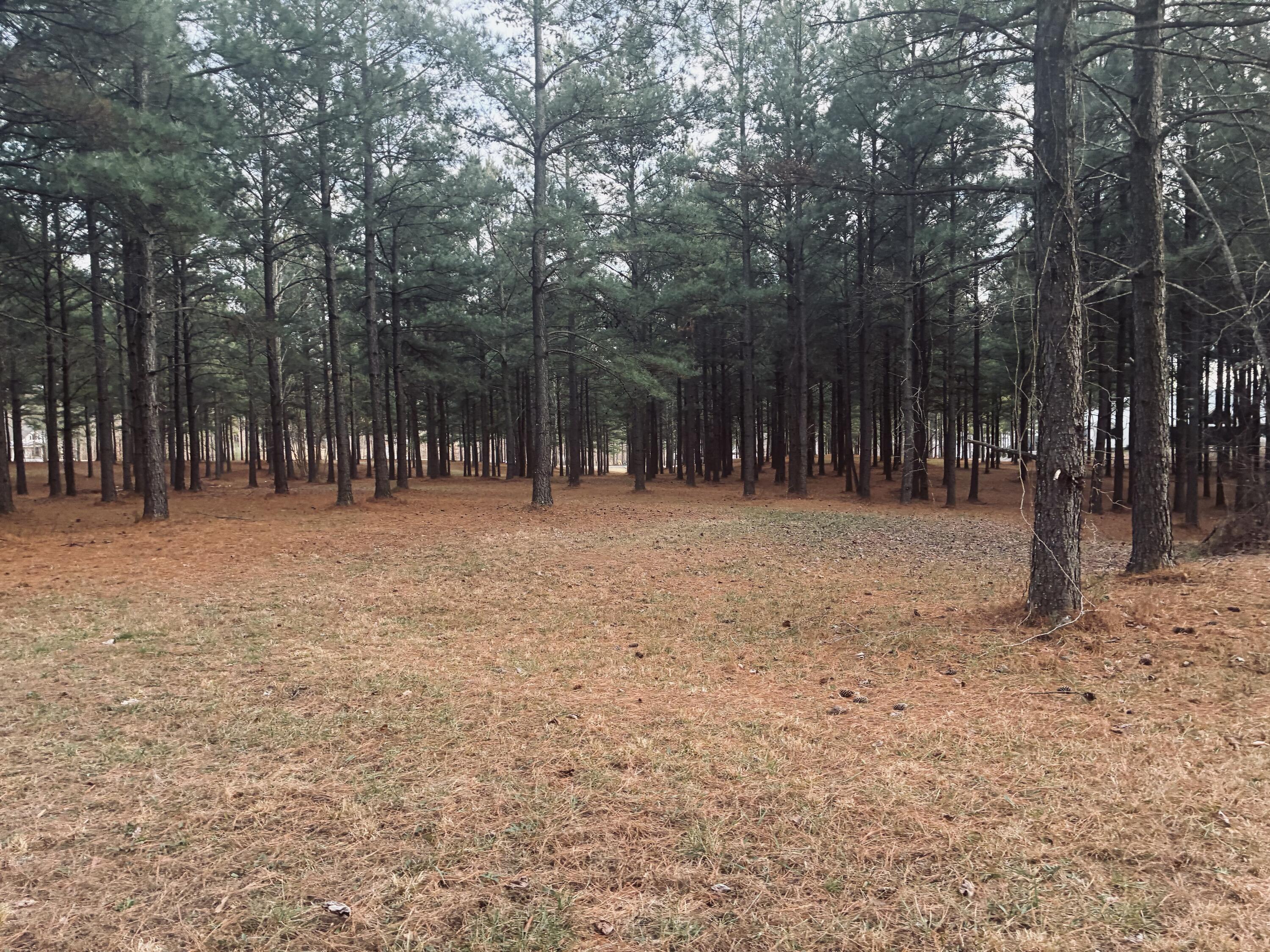 820 Cumberland Circle, Unit SV354 Jasper, TN 37347 - Photo 15 of 55 IMG_4229