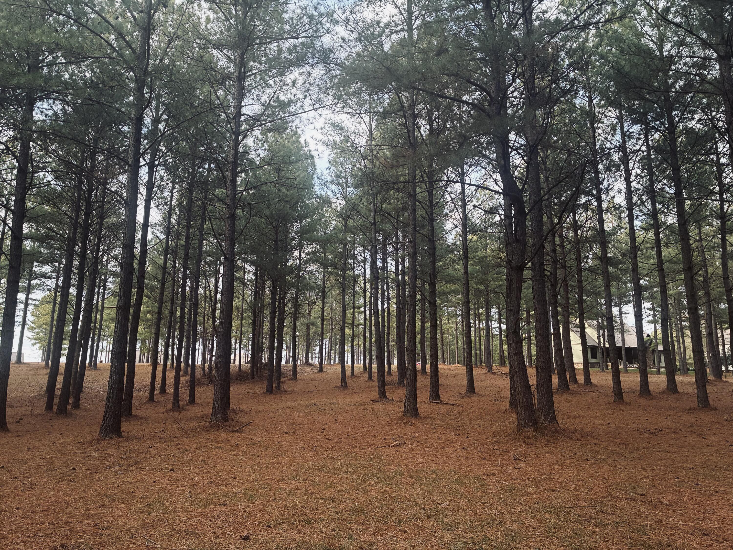 820 Cumberland Circle, Unit SV354 Jasper, TN 37347 - Photo 8 of 55 IMG_4218