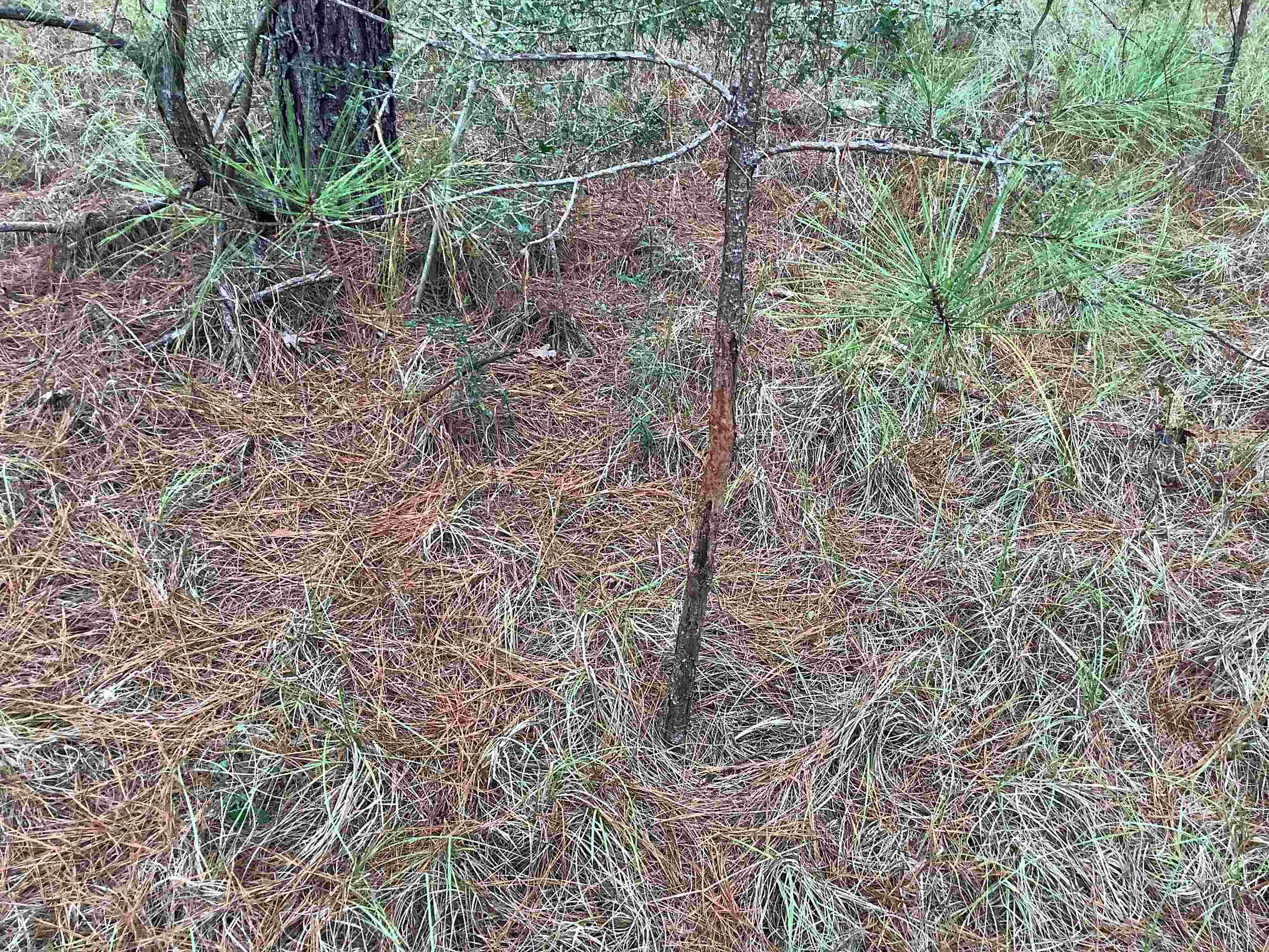 20740 Ray Armstrong Road Andalusia, AL 36421 - Photo 29 of 48 Gallery Image 29