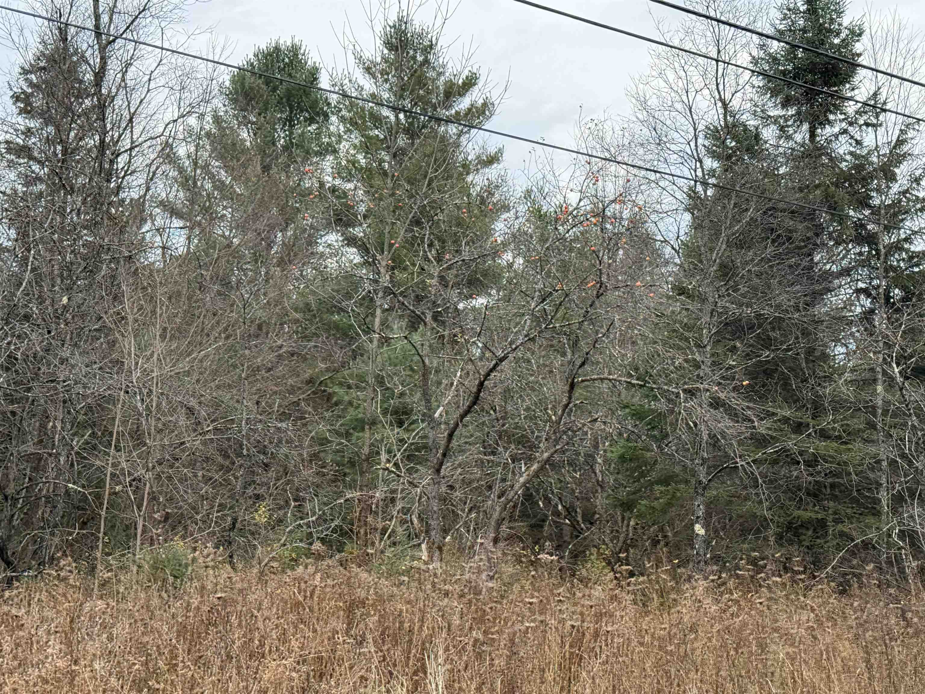 0 Wheelock Road Sutton, VT 05867 - Photo 22 of 42