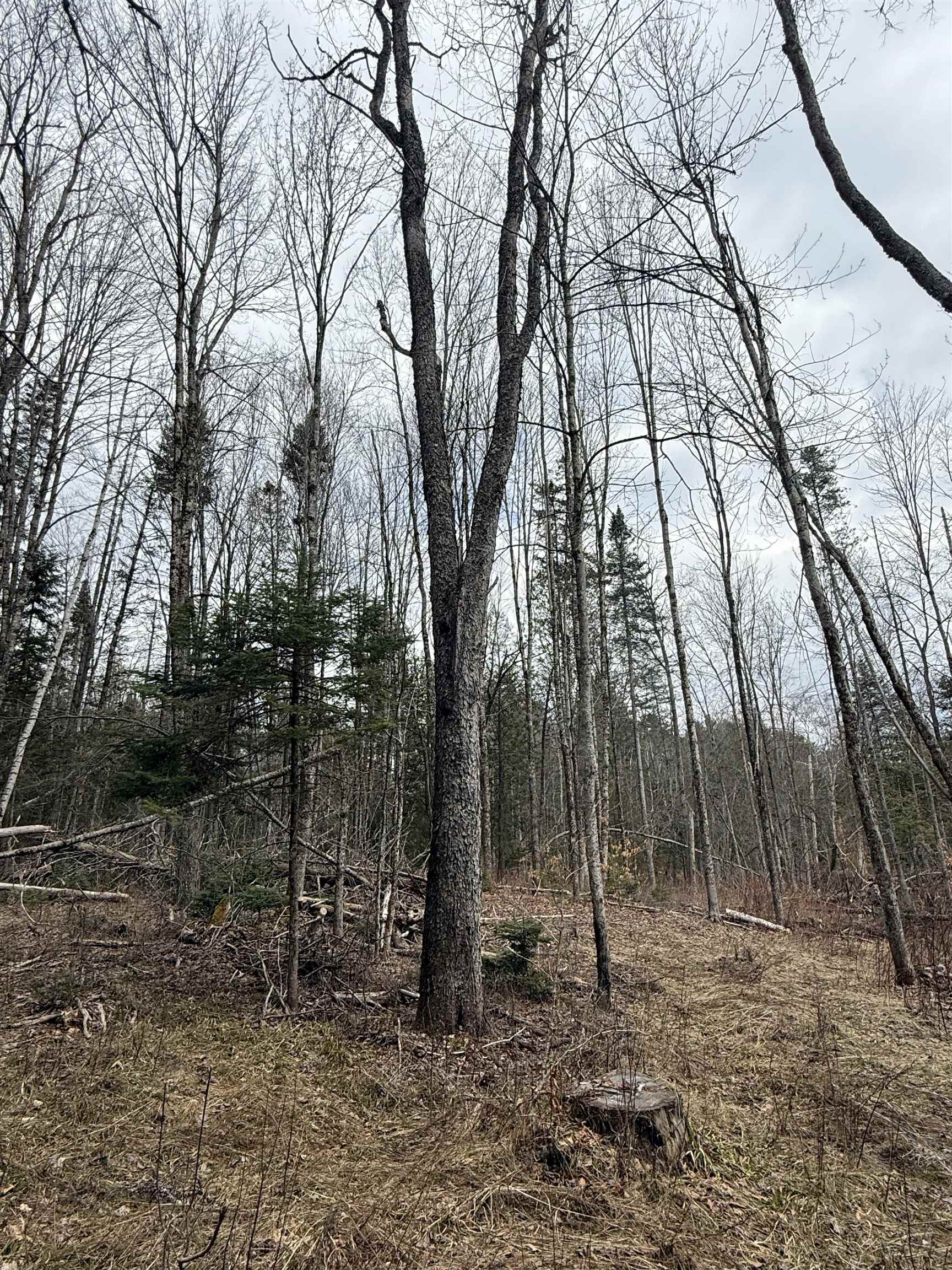 0 Wheelock Road Sutton, VT 05867 - Photo 29 of 42