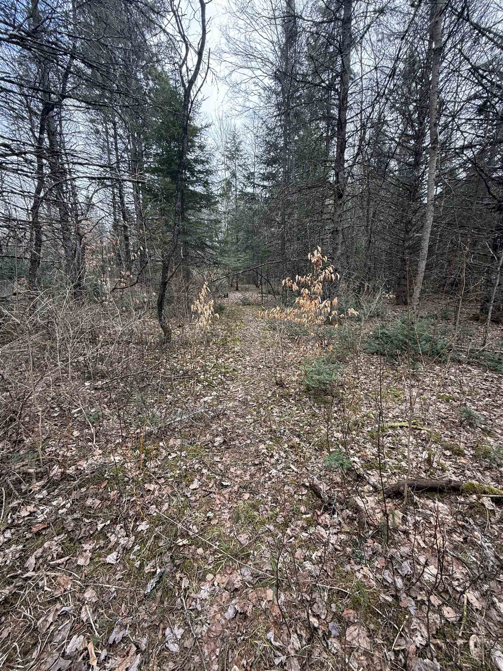 0 Wheelock Road Sutton, VT 05867 - Photo 35 of 42