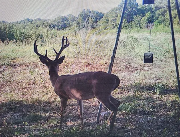 a view of a yard in a garden