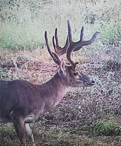 a view of a lush green field