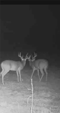 a ground with lots of green space