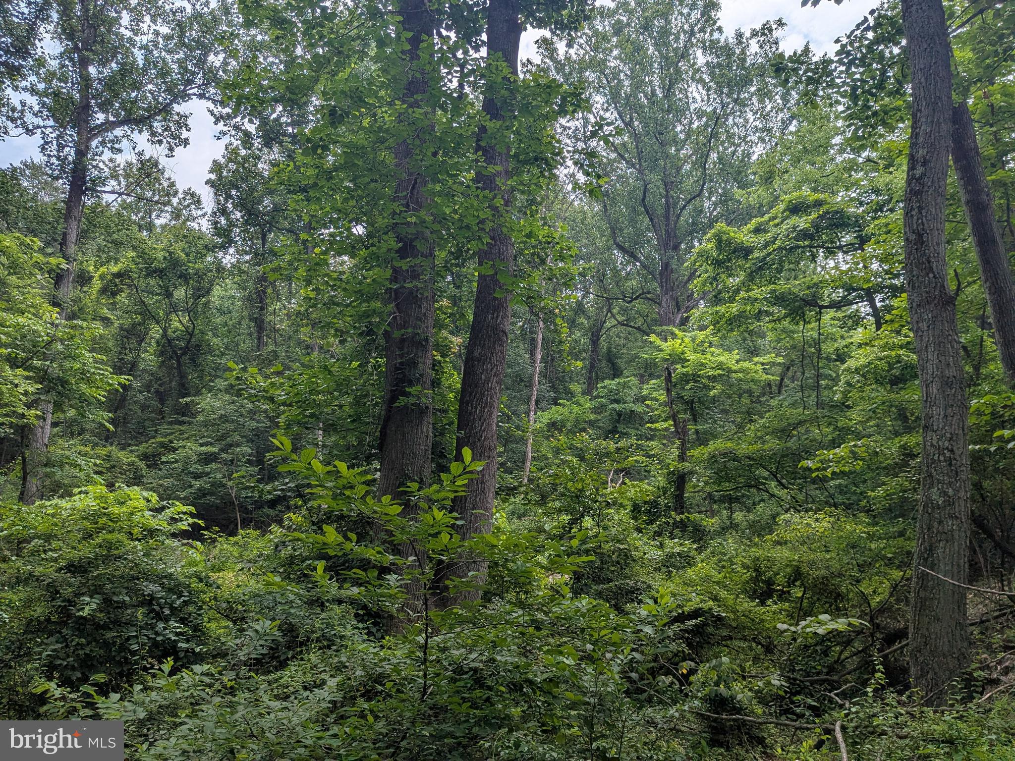 1.57 Acres Chestnut Hill Road Harpers Ferry, WV 25425 - Photo 10 of 14 Mature Trees throughout property