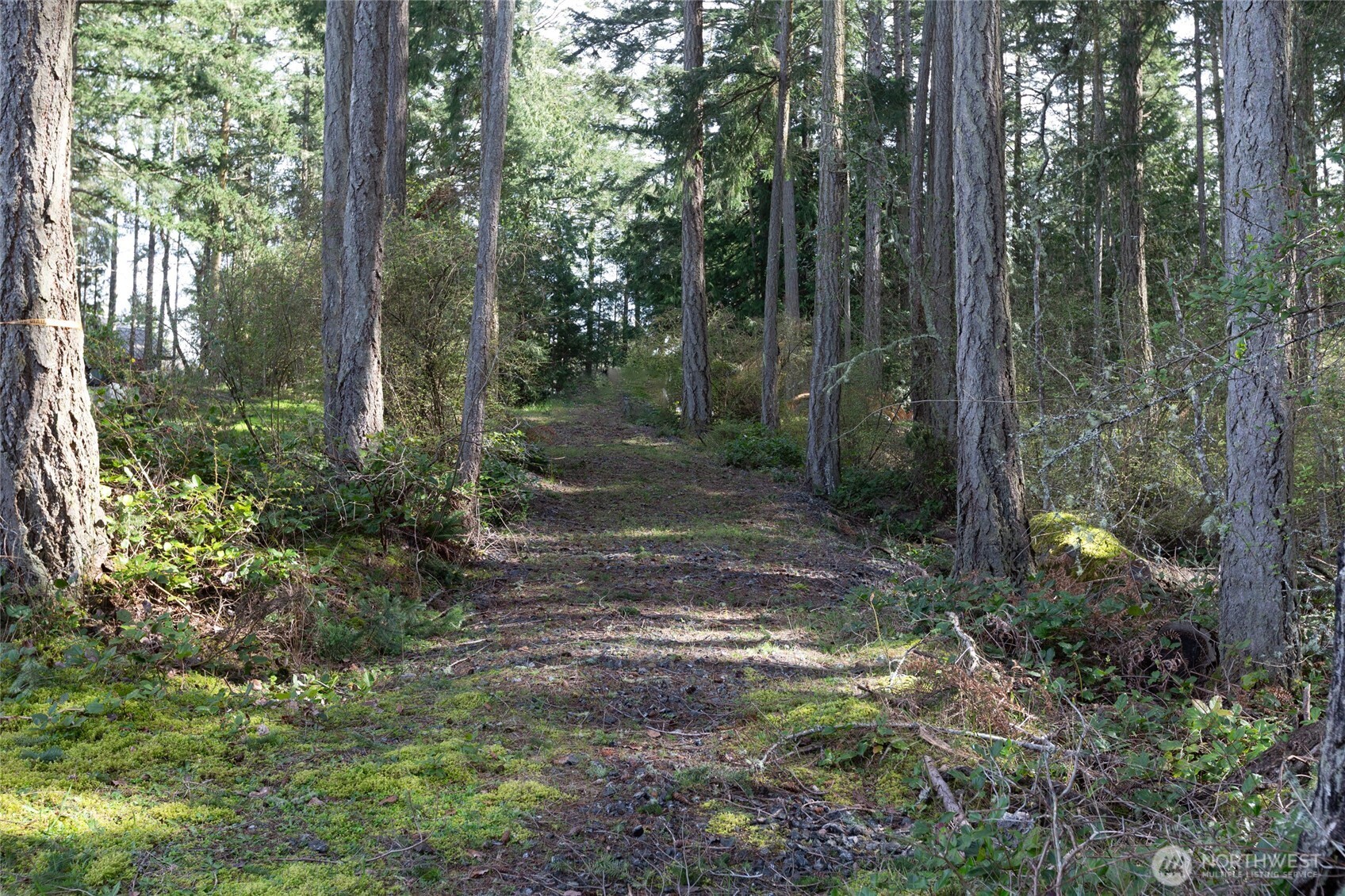 87 Conifer Lane Friday Harbor, WA 98250 - Photo 3 of 8 a view of a forest with trees