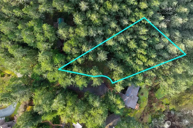 a view of a forest with trees