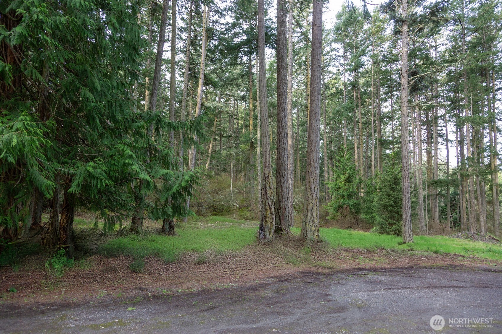 87 Conifer Lane Friday Harbor, WA 98250 - Photo 7 of 8 a view of a forest with trees