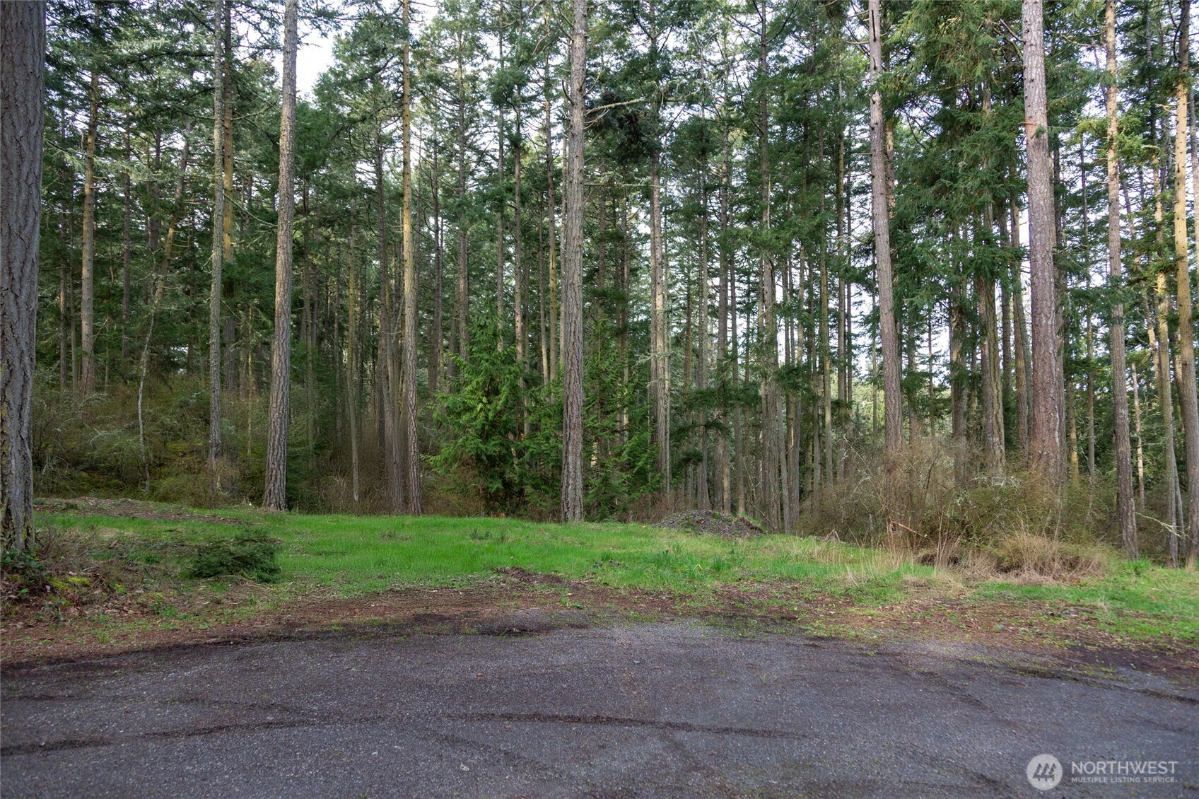 87 Conifer Lane Friday Harbor, WA 98250 - Photo 8 of 8 a green field with lots of trees