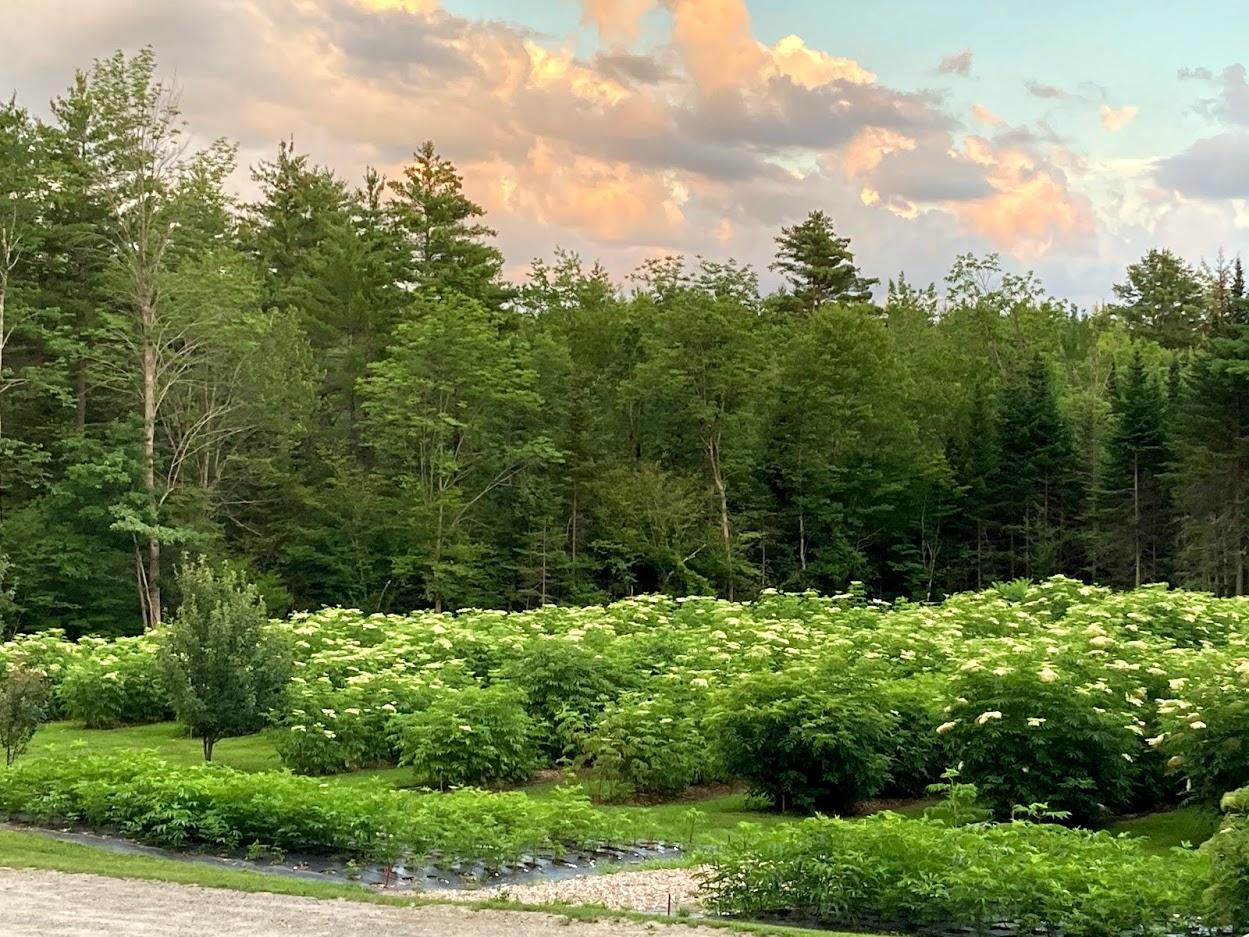 194 Bartlett Road Belgrade, ME 04917 - Photo 23 of 24 Dominic1