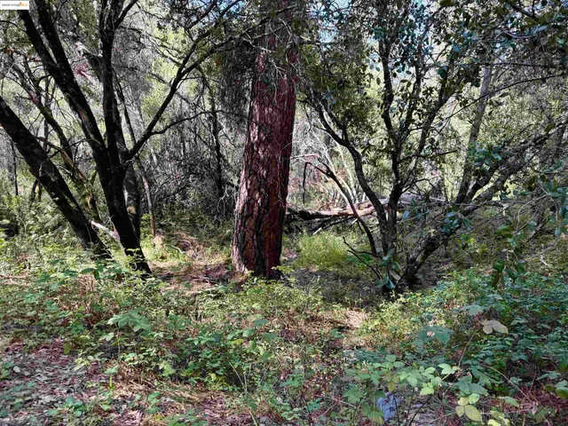 a view of outdoor space and trees