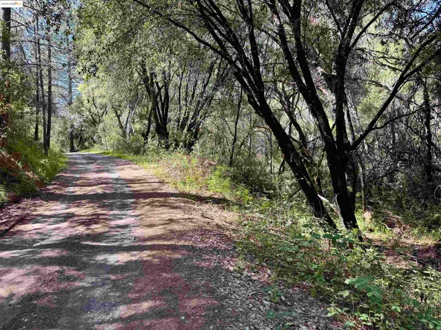 a view of a garden with plants