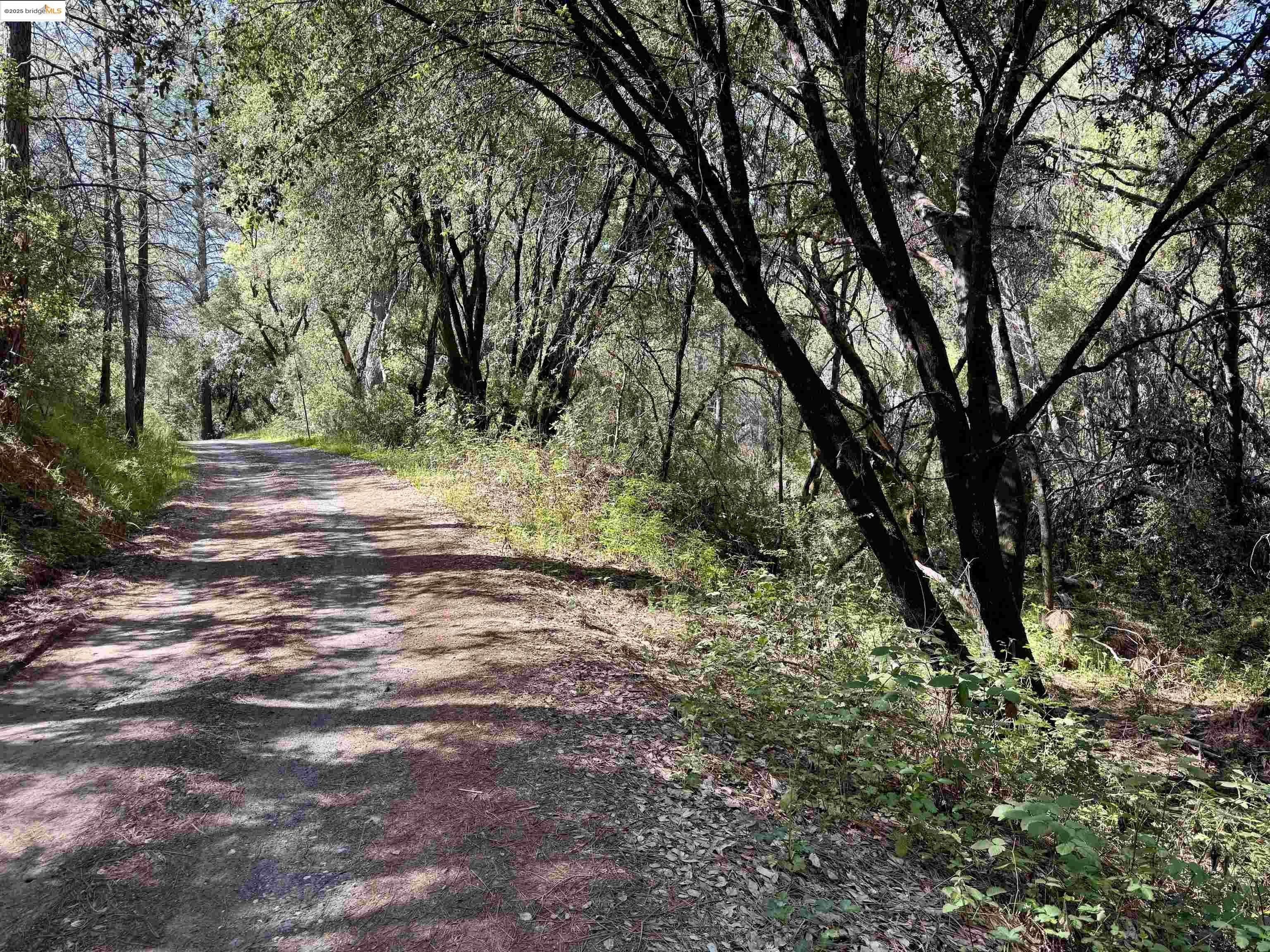 21893 Sawmill Flat Road Sonora, CA 95370 - Photo 3 of 8 a view of outdoor space and trees