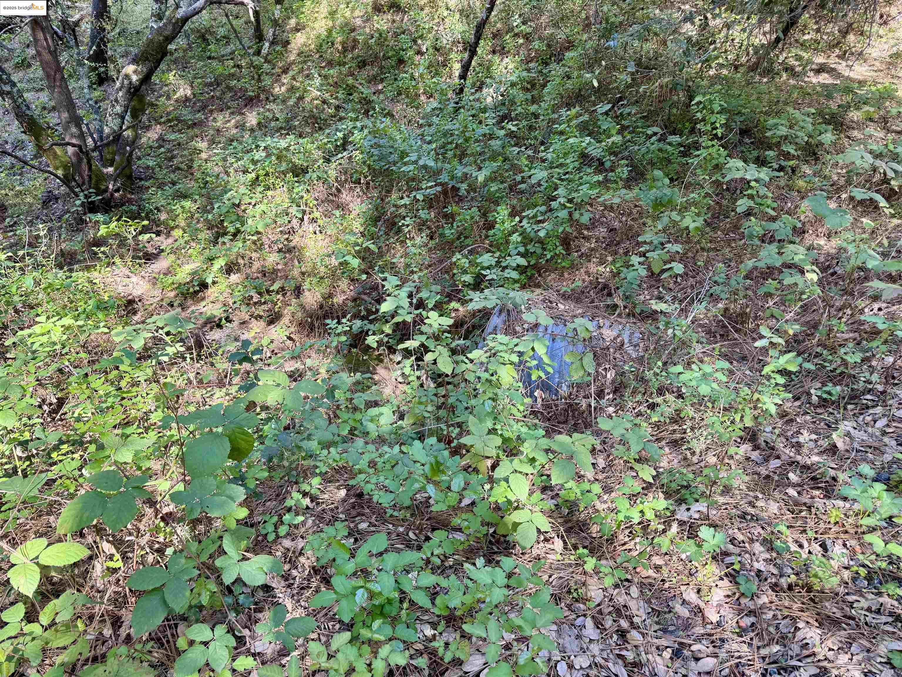 21893 Sawmill Flat Road Sonora, CA 95370 - Photo 4 of 8 a view of a garden with plants