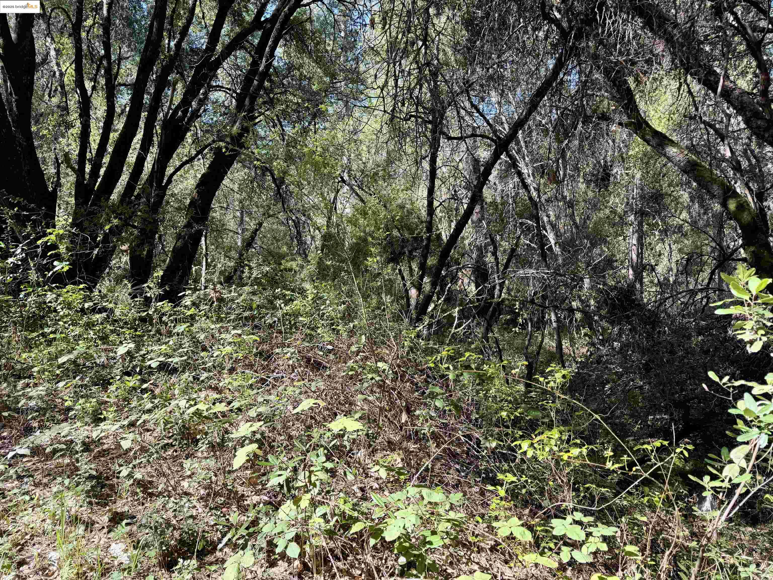 21893 Sawmill Flat Road Sonora, CA 95370 - Photo 6 of 8 a view of a tree