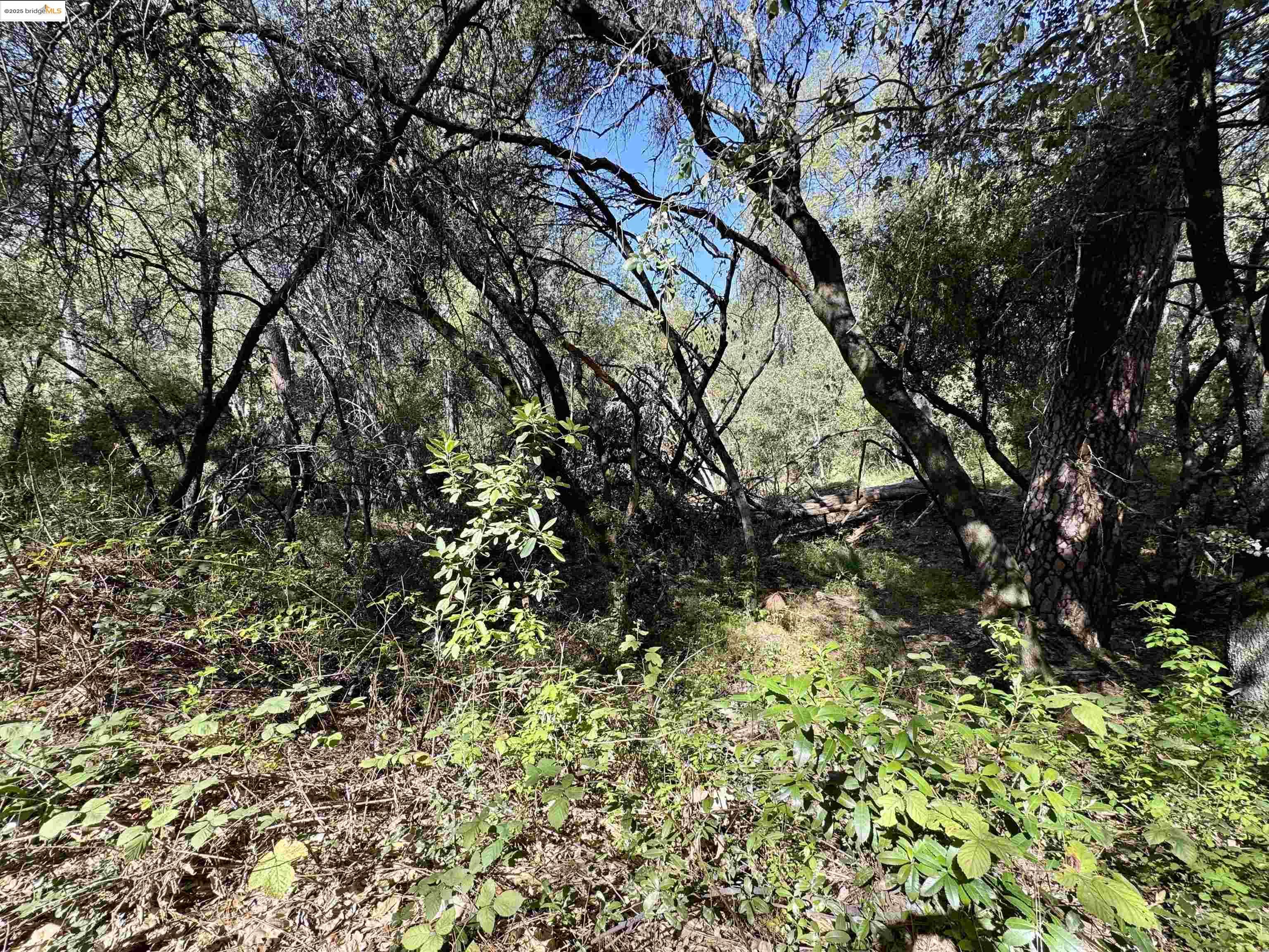 21893 Sawmill Flat Road Sonora, CA 95370 - Photo 7 of 8 a view of a tree