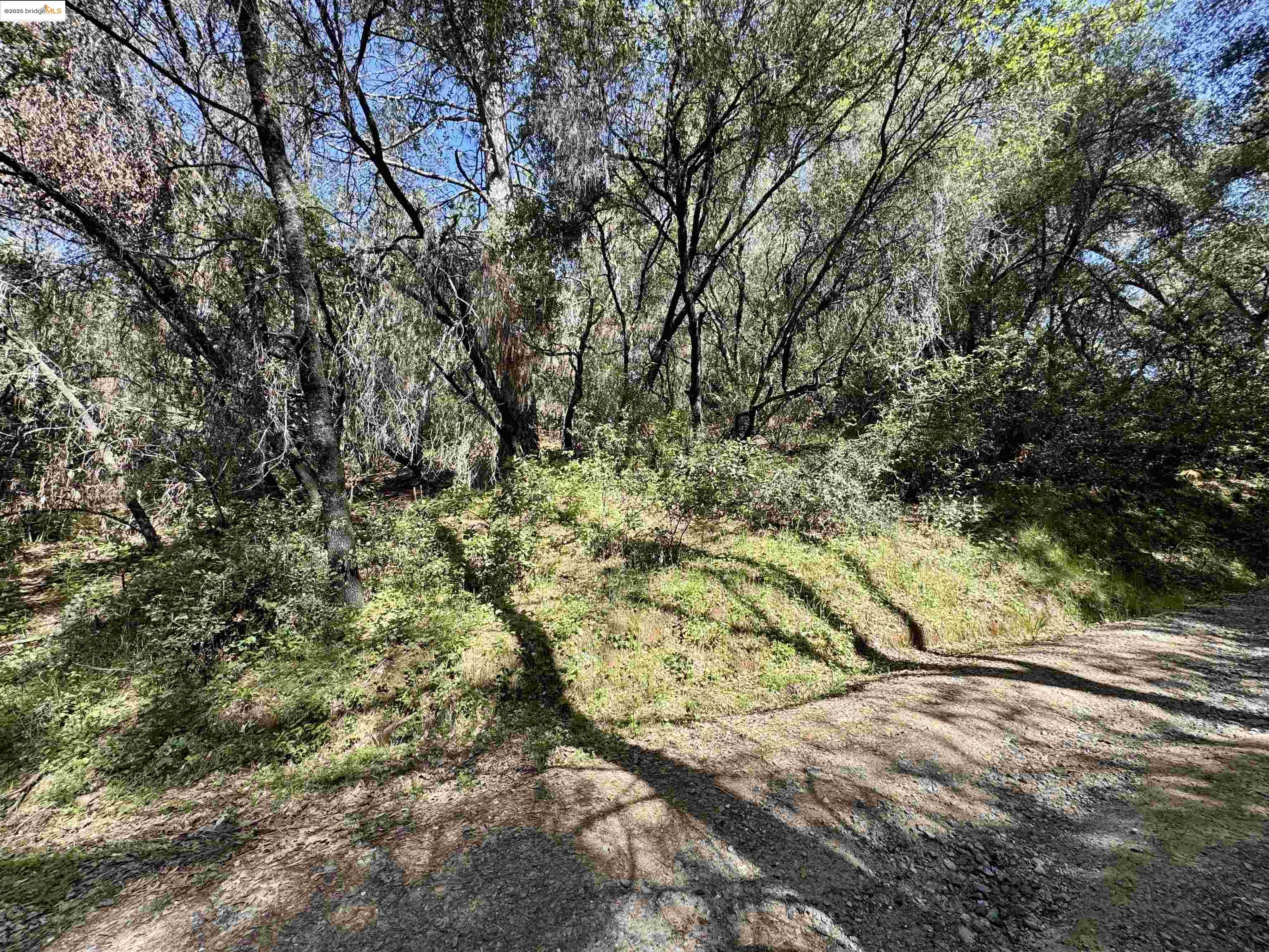 21893 Sawmill Flat Road Sonora, CA 95370 - Photo 8 of 8 a view of a yard with trees