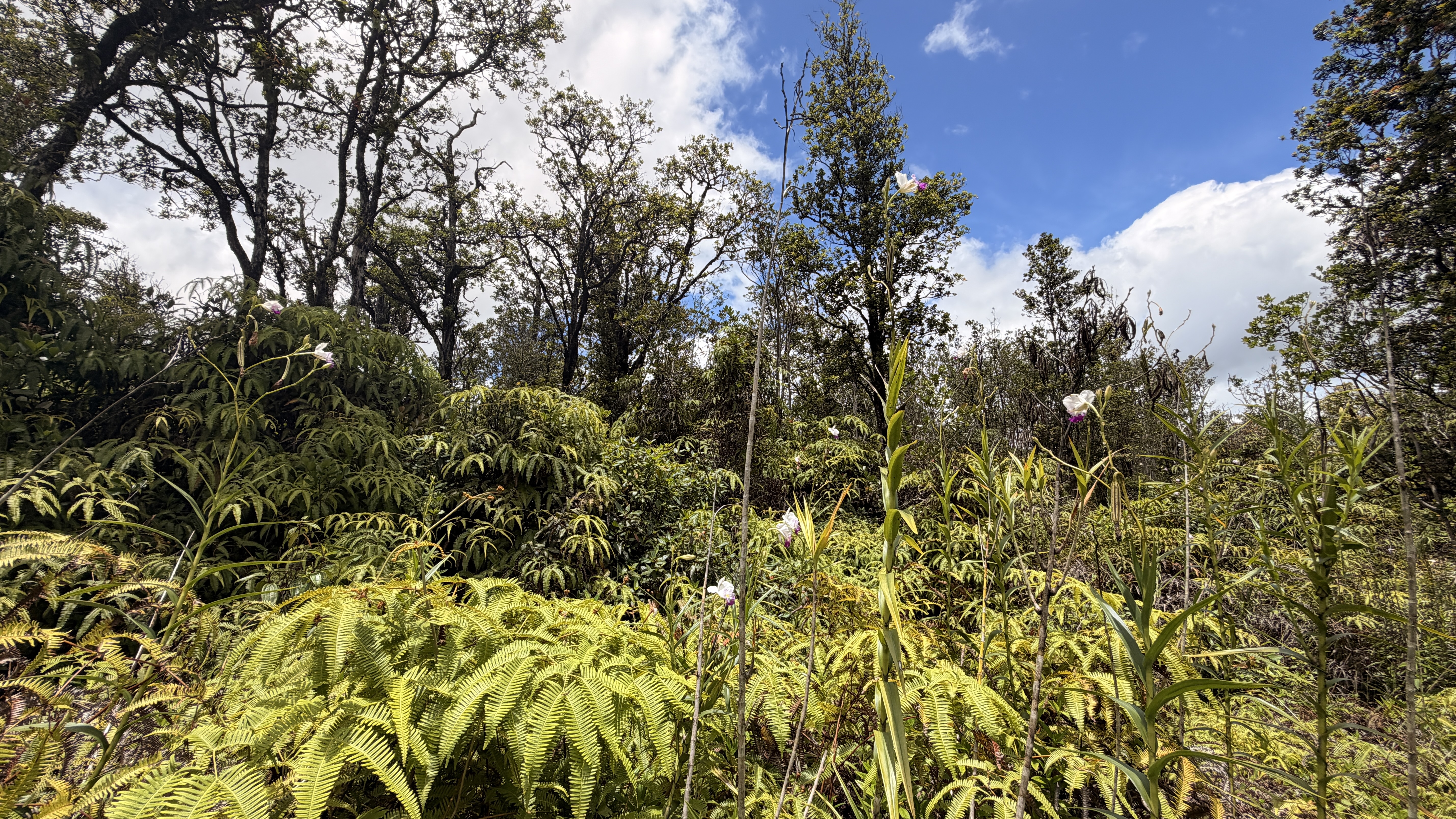47 Kokokahi Road Mountain View, HI 96771 - Photo 3 of 8 Gallery Image 3