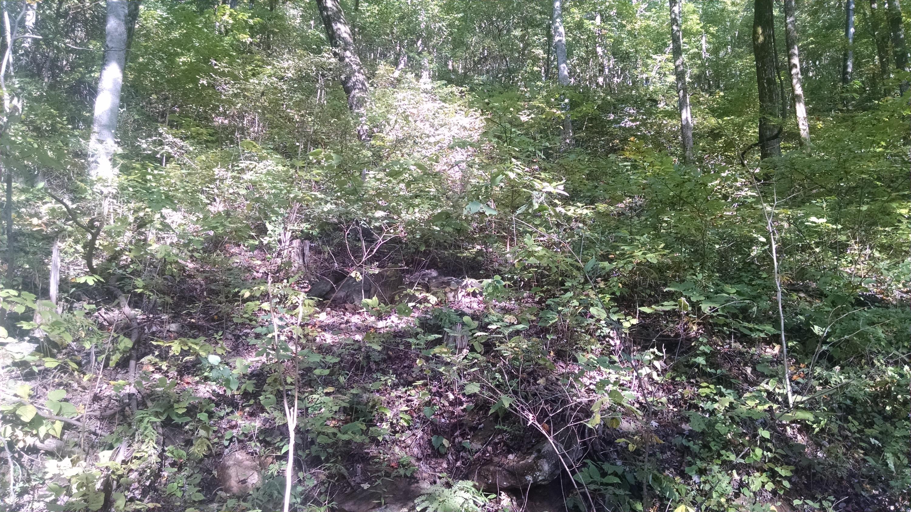 0 Lowe's Gap Road Pikeville, TN 37367 - Photo 2 of 10 2015-10-04 16.32.05